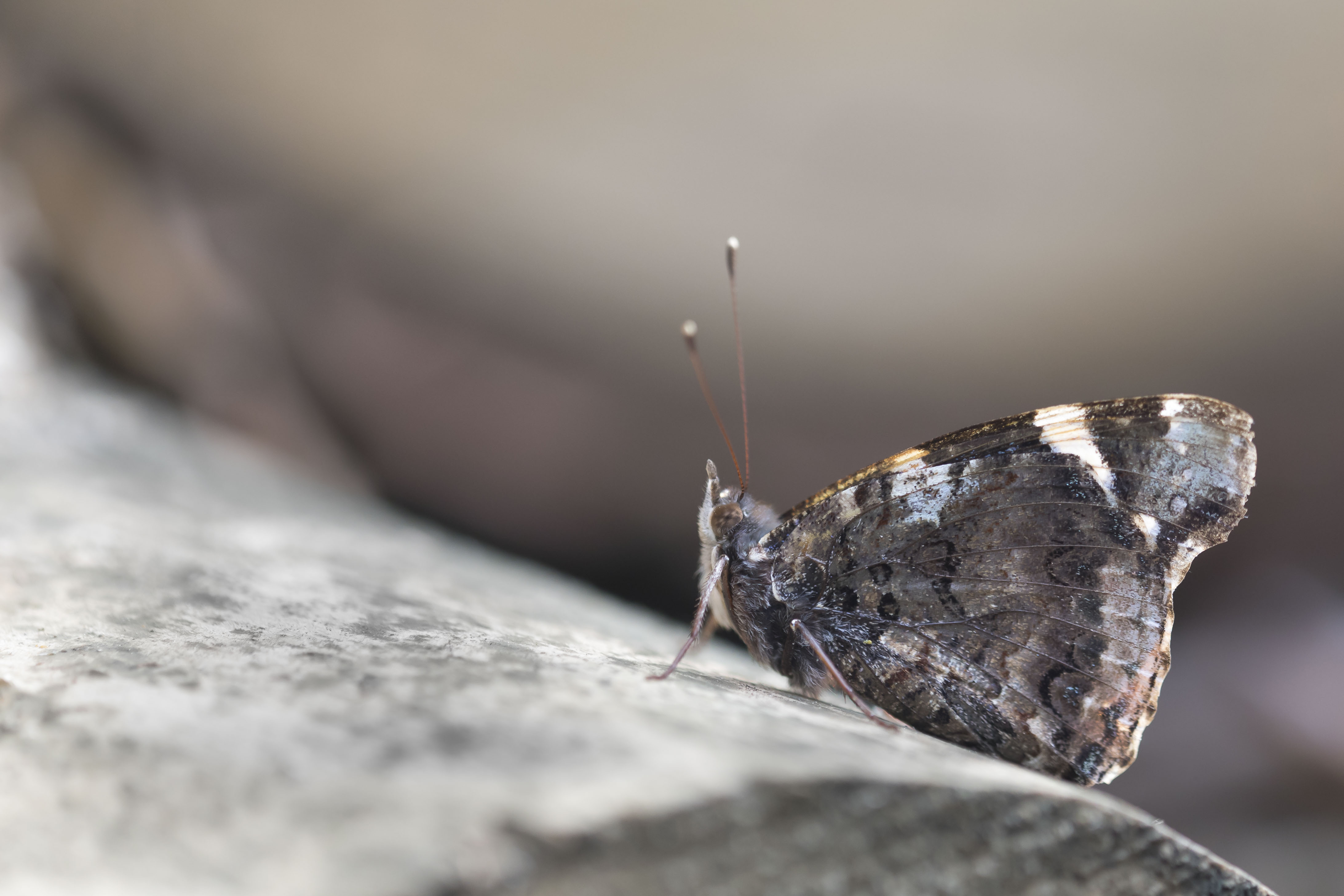 Red admiral  - Vanessa atalanta