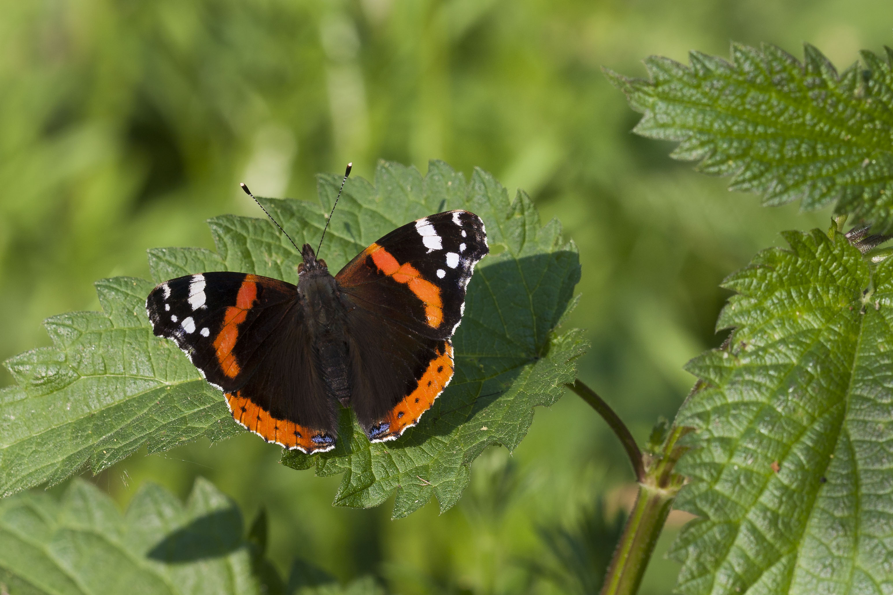 Red admiral  - Vanessa atalanta