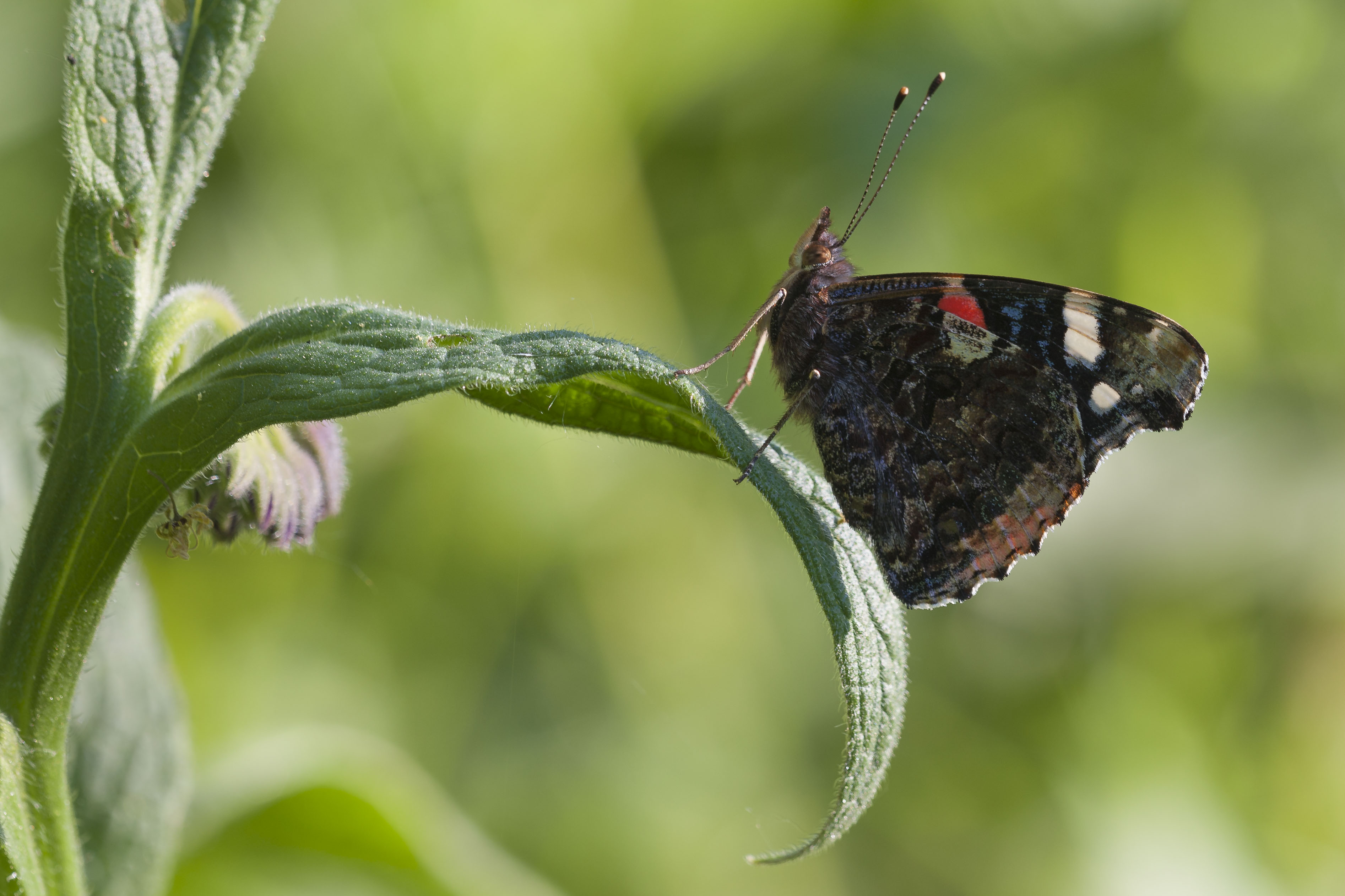 Red admiral  - Vanessa atalanta