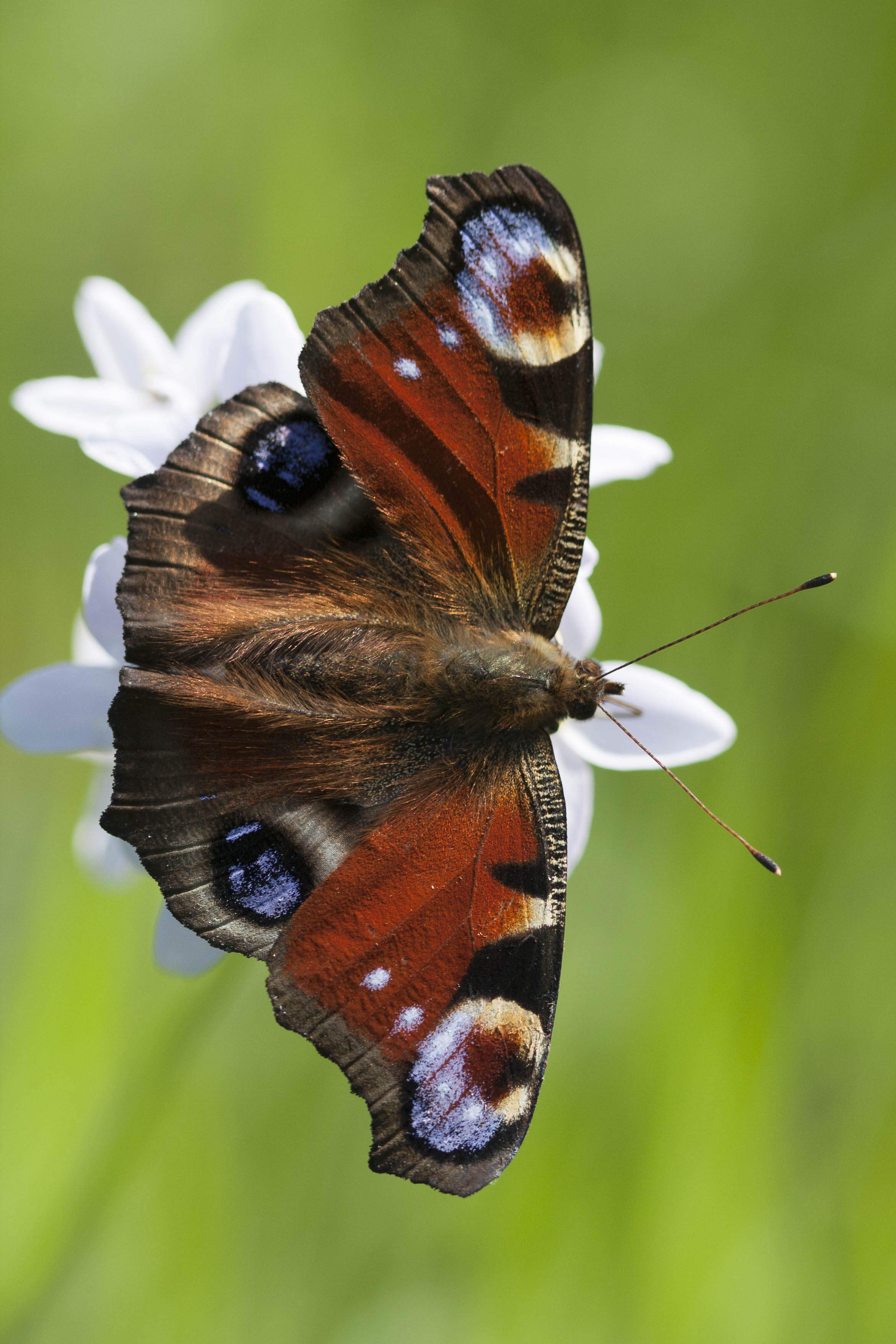 Peacock butterfly 