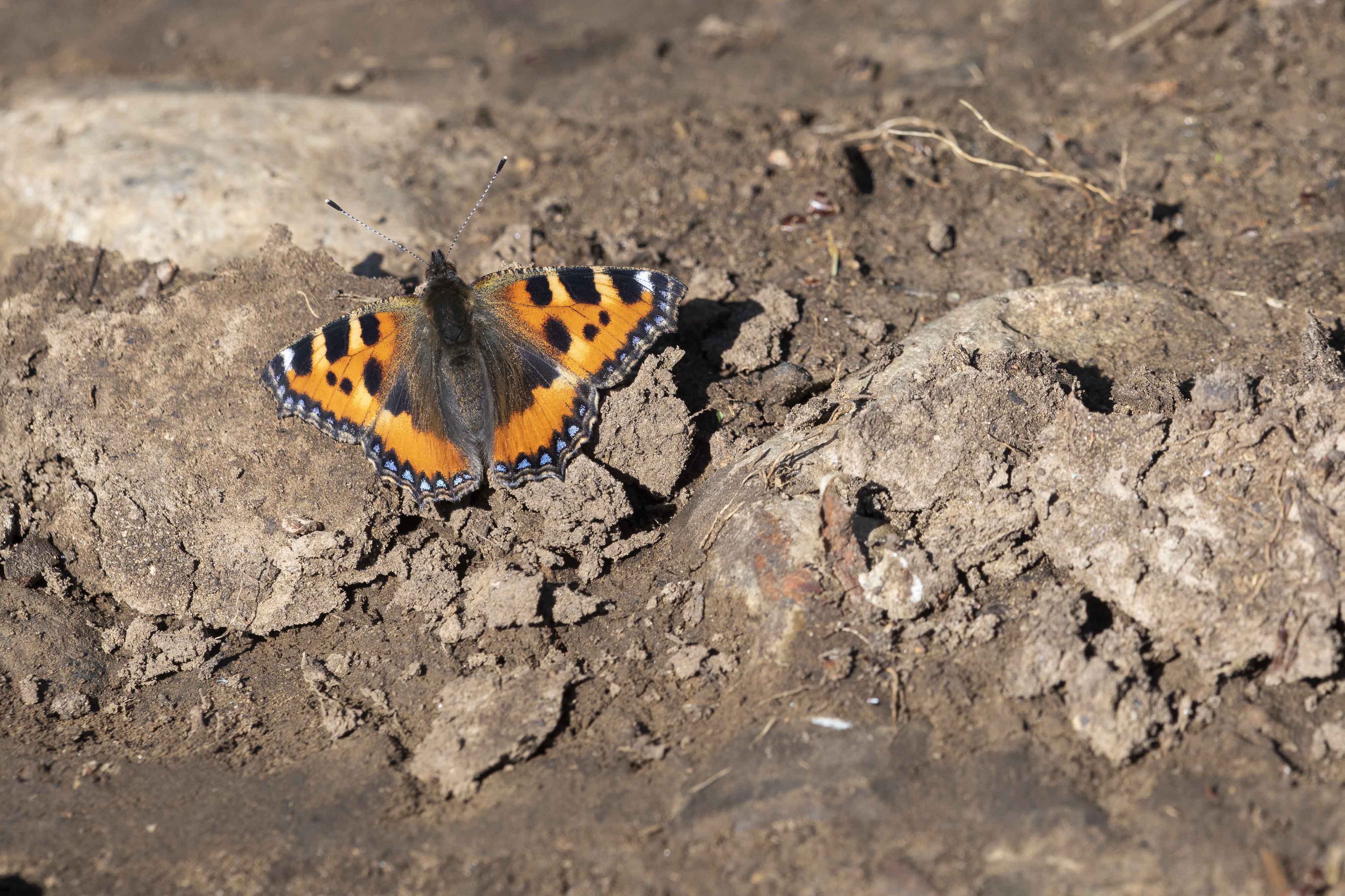 Small tortoiseshell  - Aglais urticae