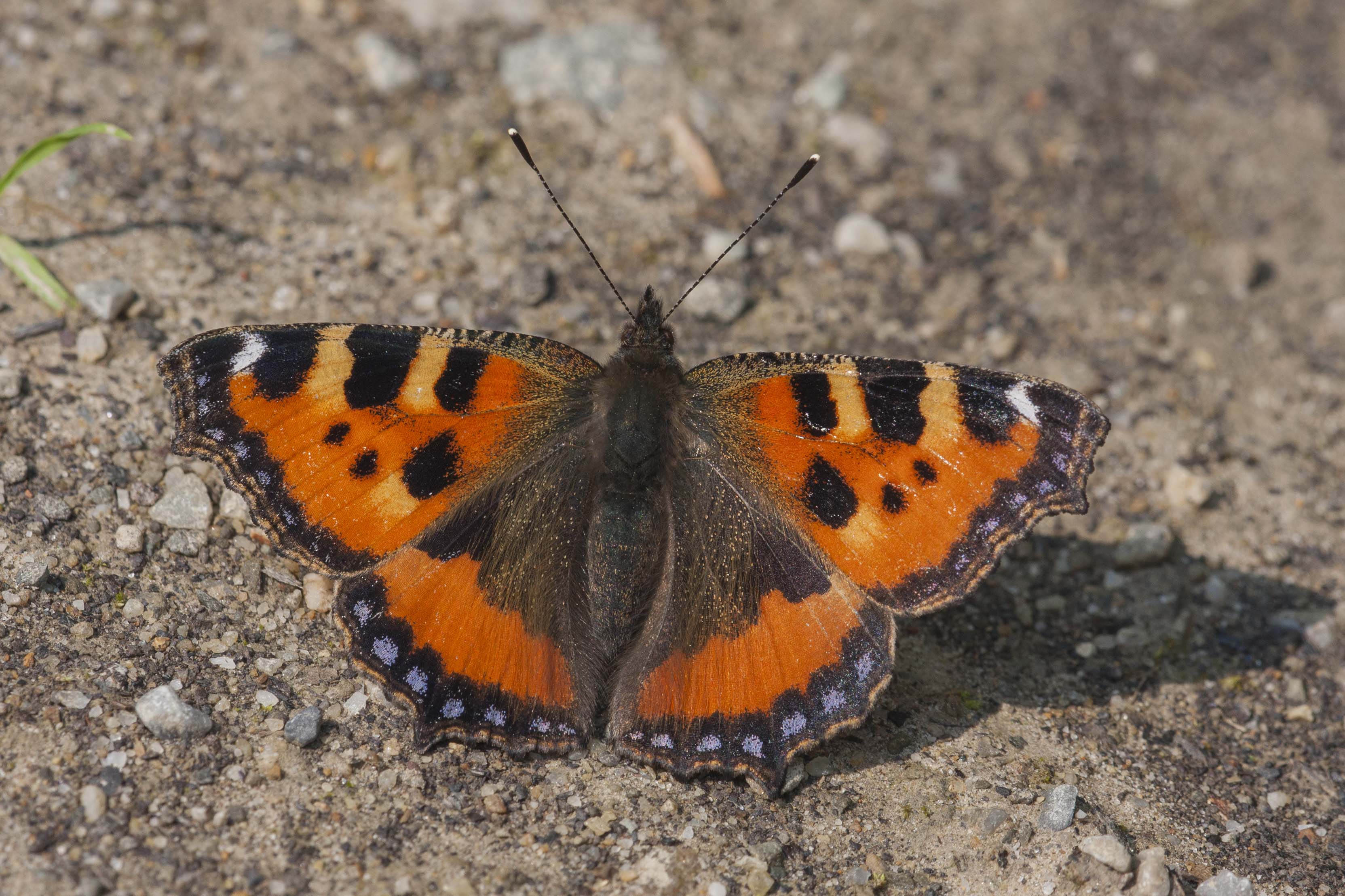 Kleine Vos  - Aglais urticae