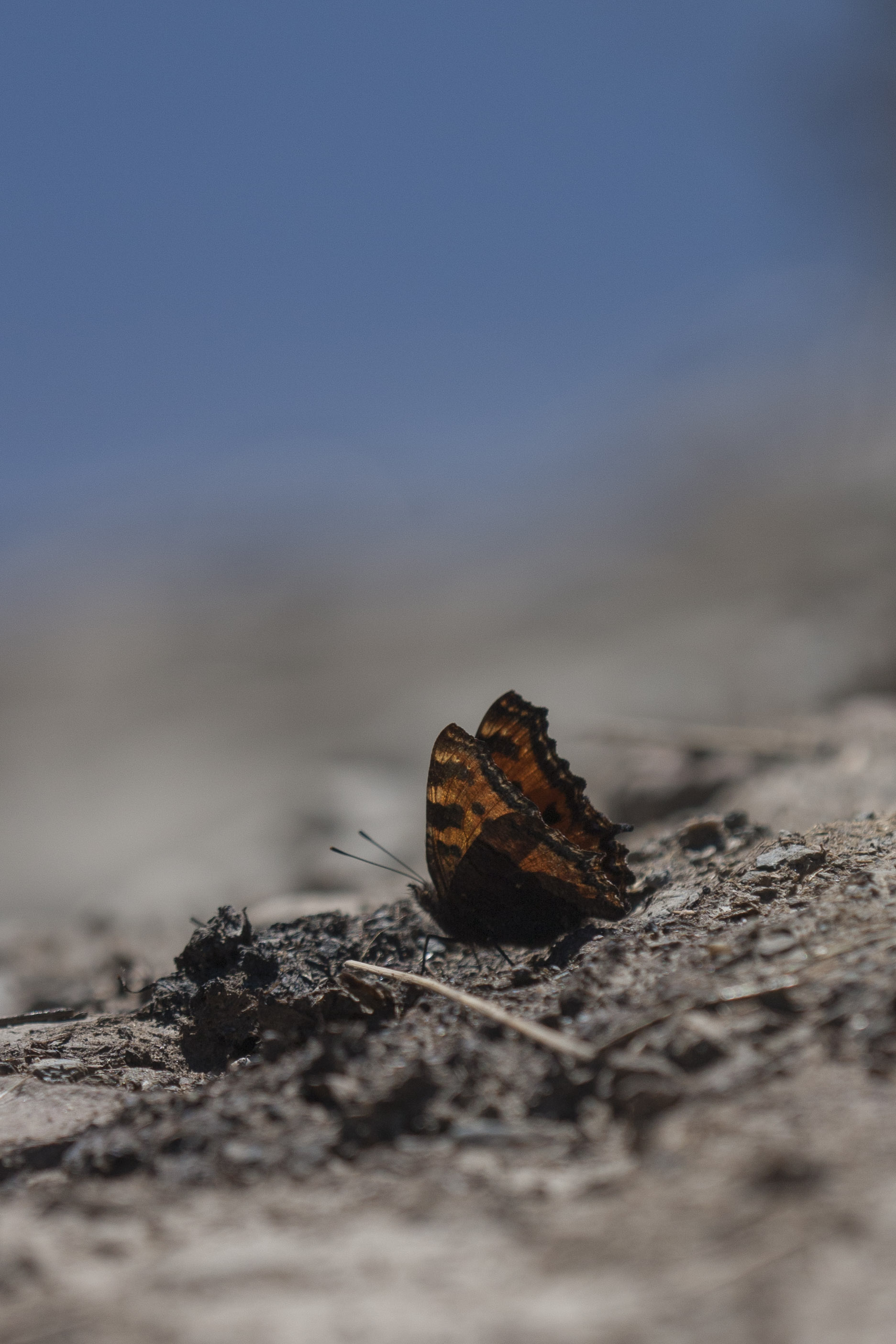 Large tortoiseshell  - Nymphalis polychloros