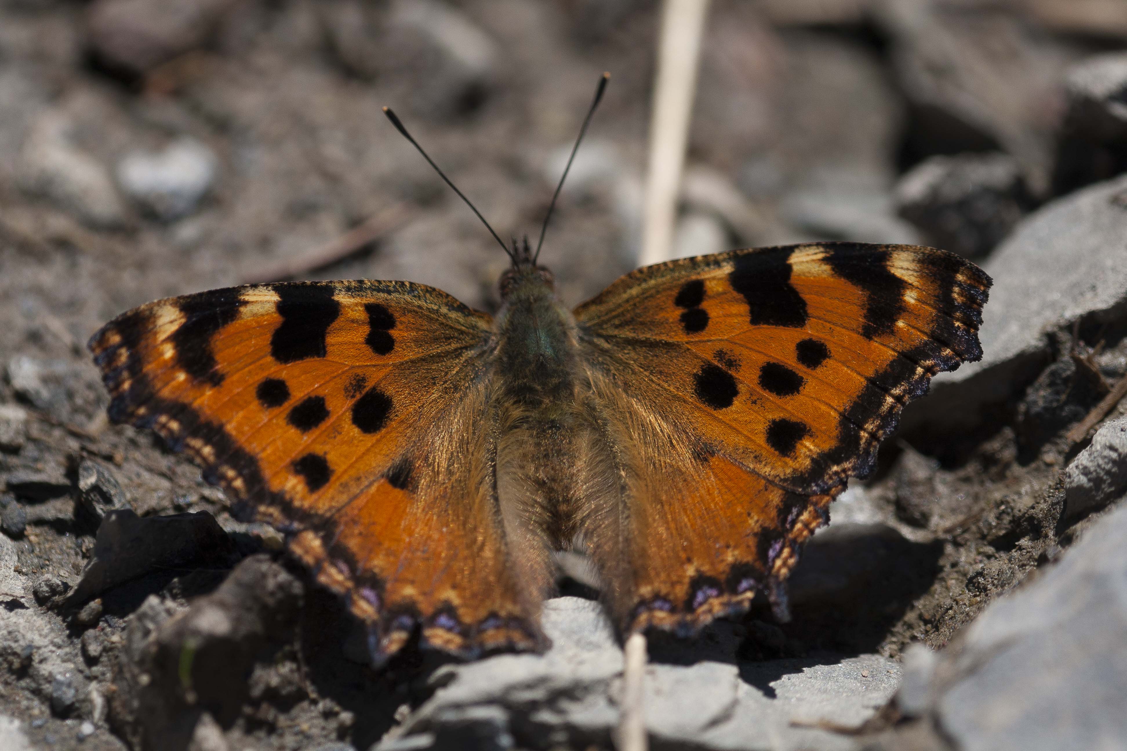 Grote Vos  - Nymphalis polychloros