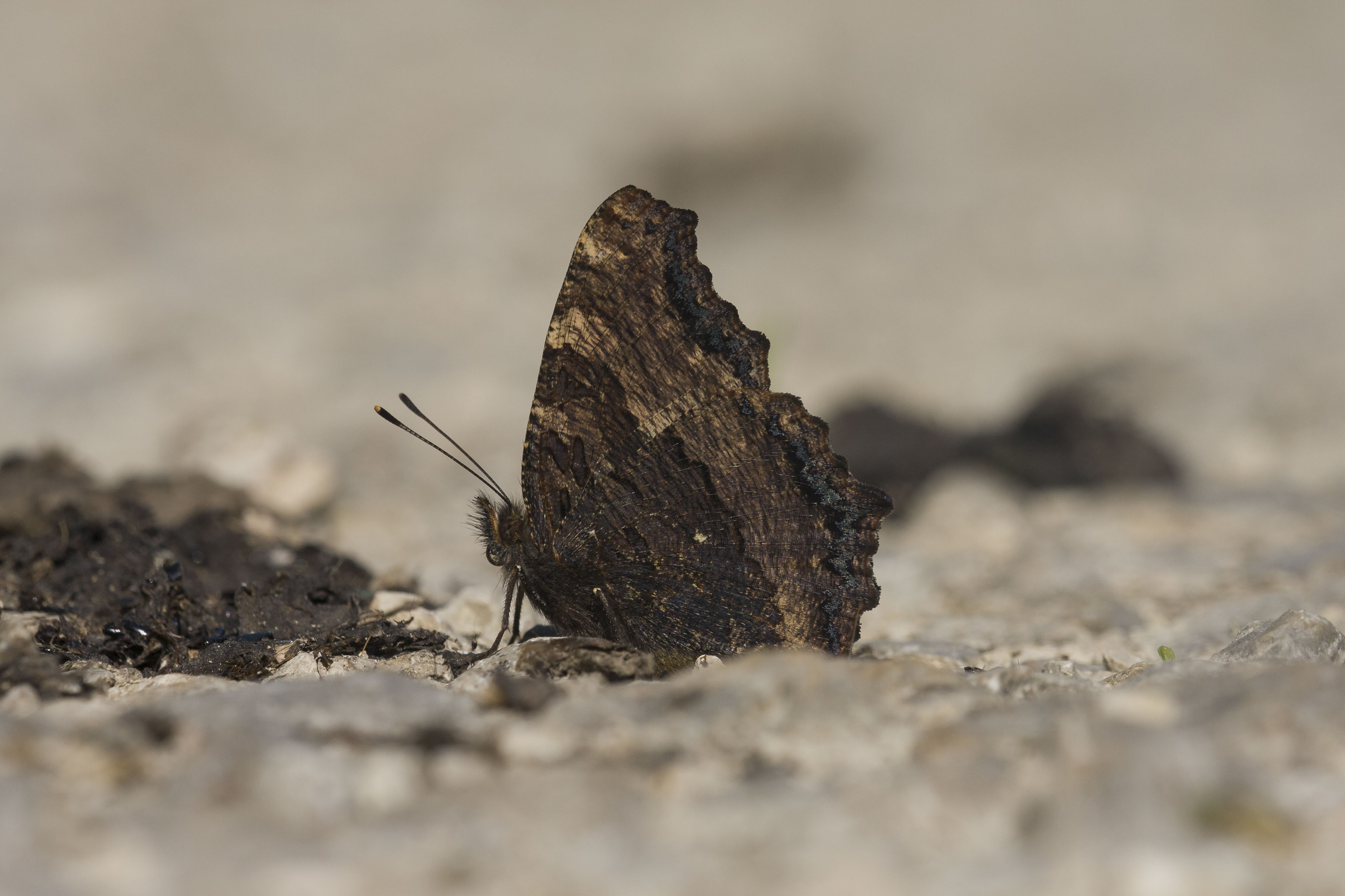 Large tortoiseshell  - Nymphalis polychloros