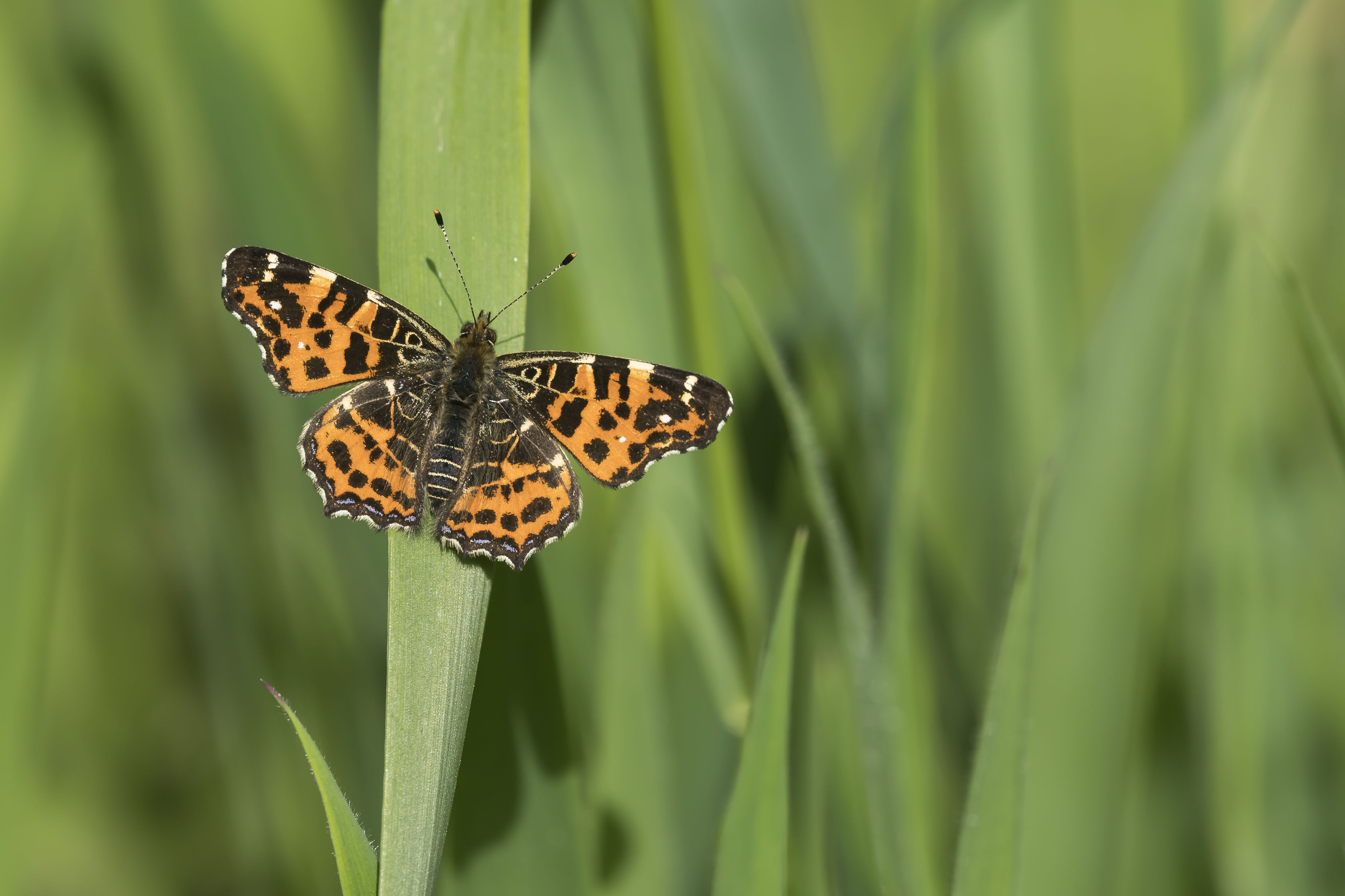 Map butterfly  - Araschnia levana