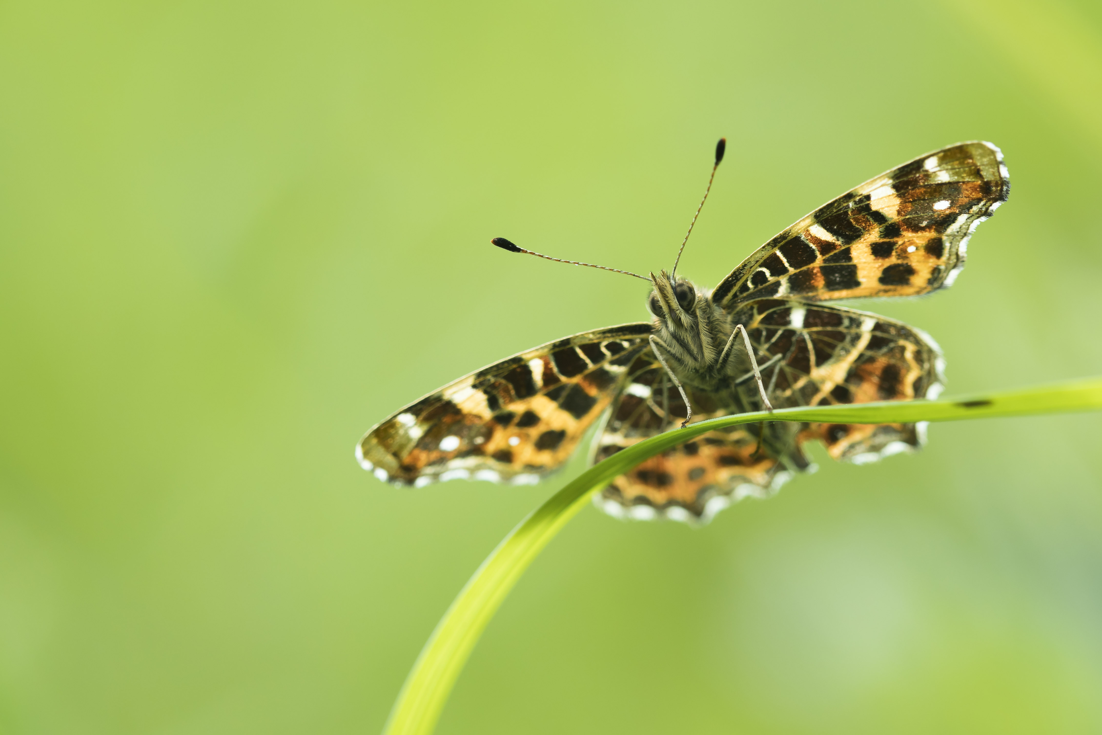 Map butterfly  - Araschnia levana