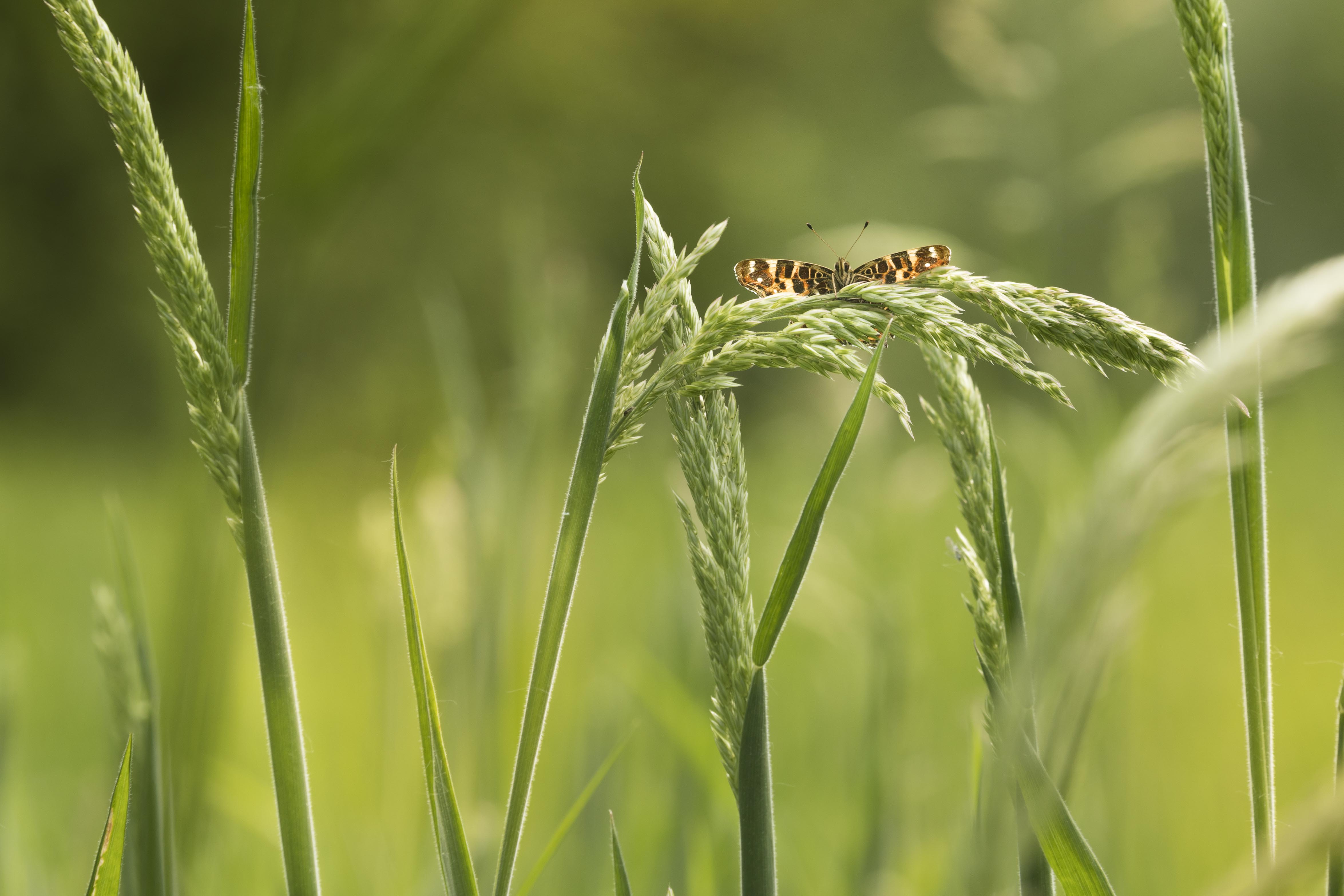 Map butterfly  - Araschnia levana