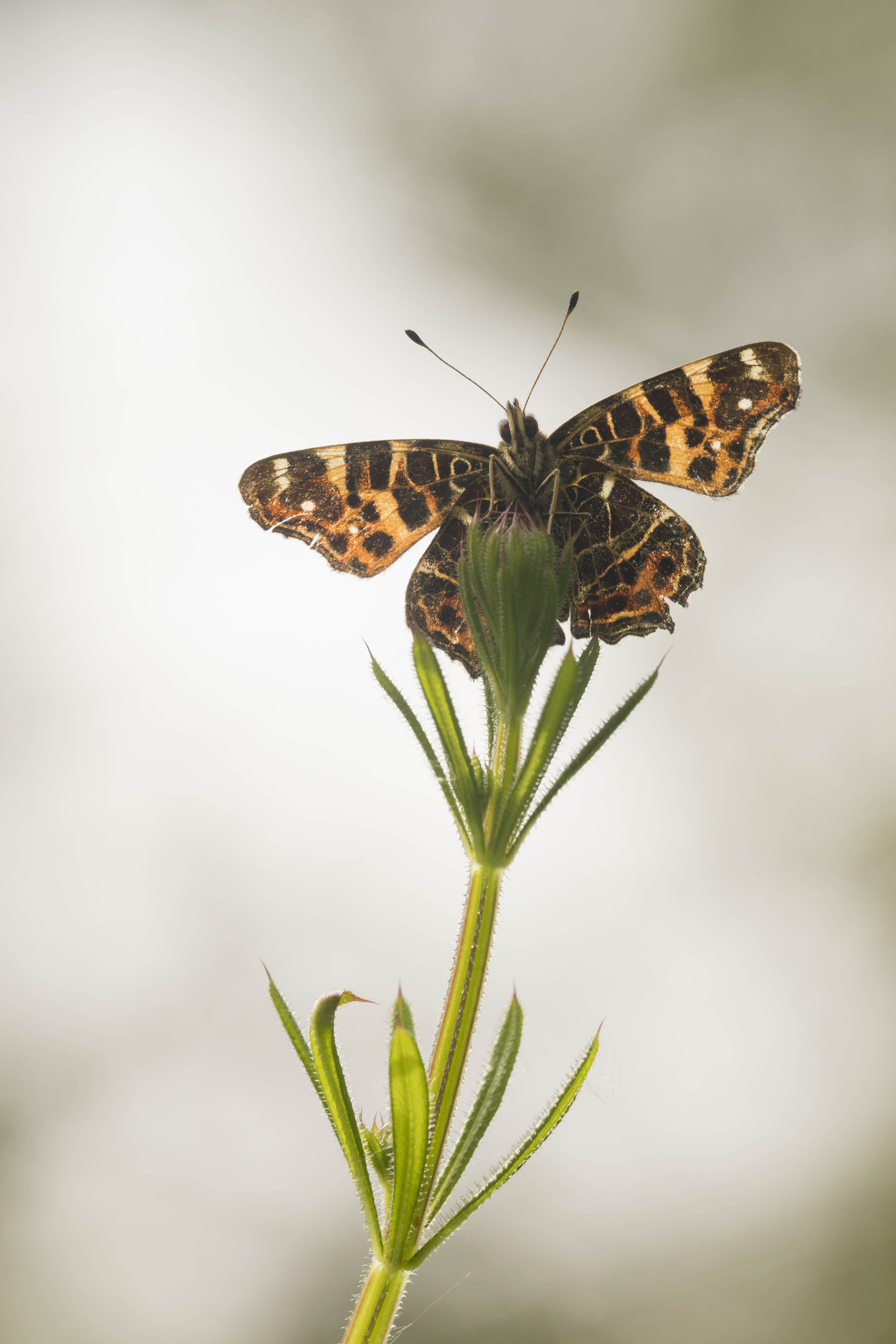 Map butterfly  - Araschnia levana