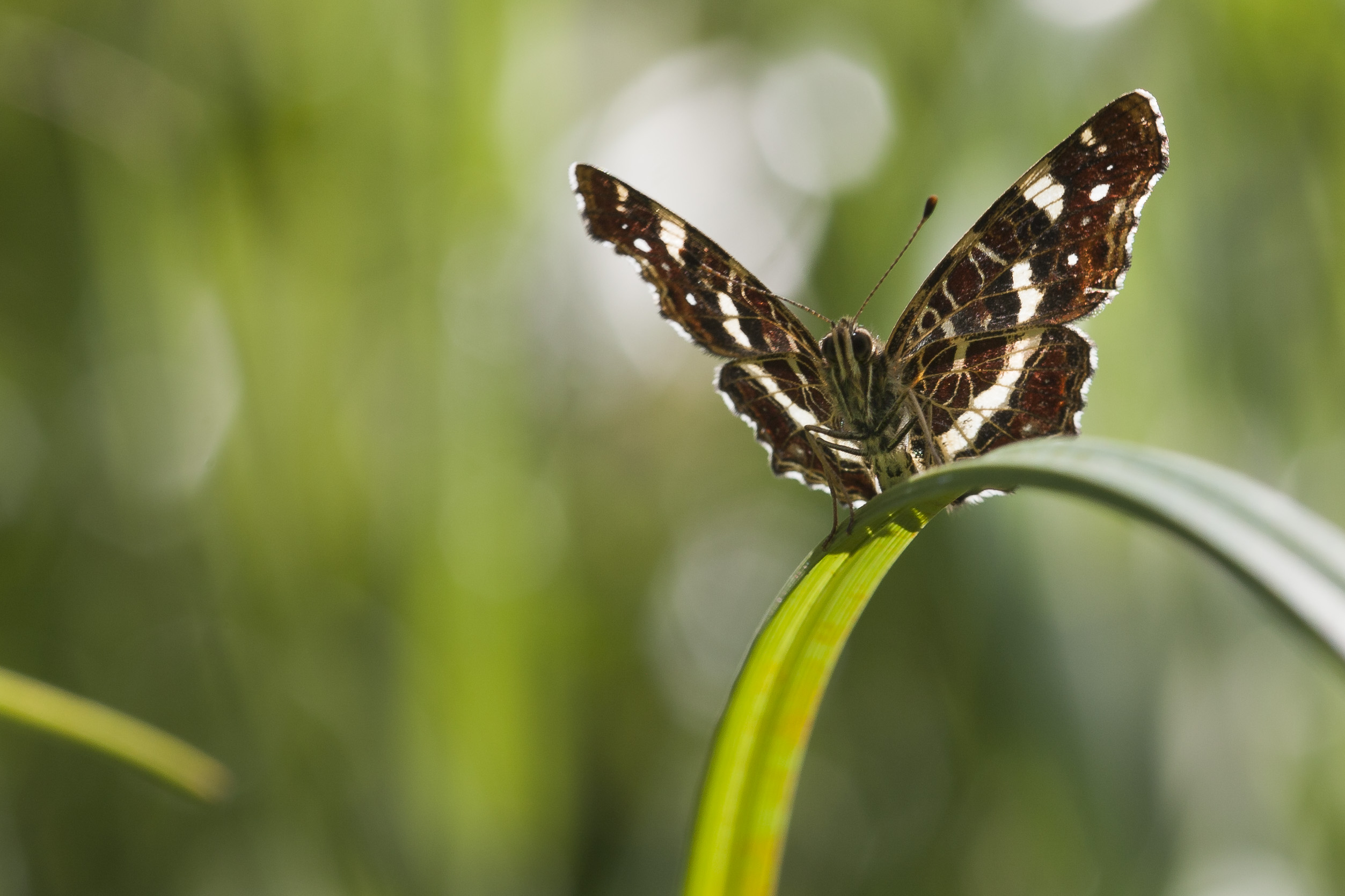 Map butterfly  - Araschnia levana