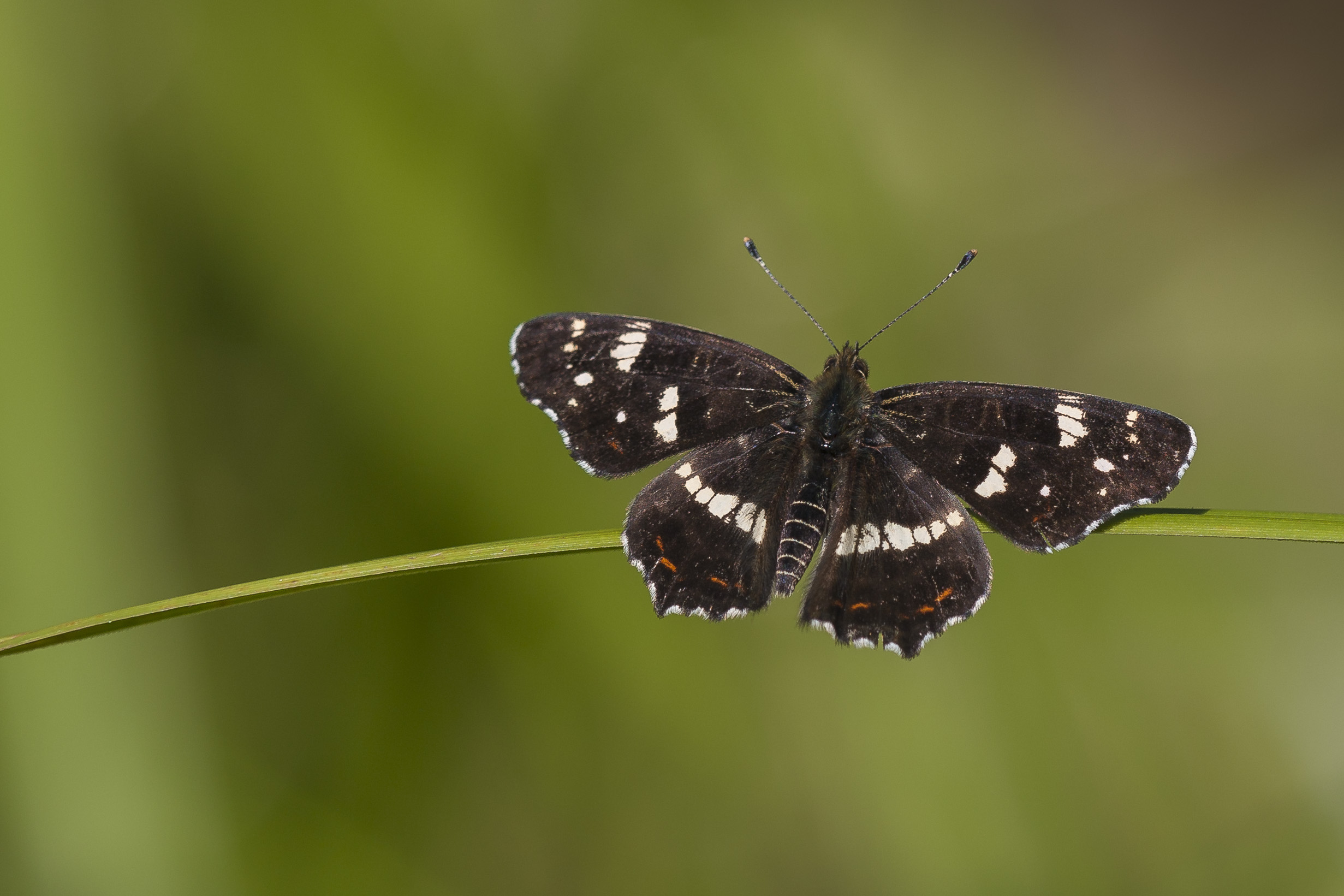 Map butterfly  - Araschnia levana