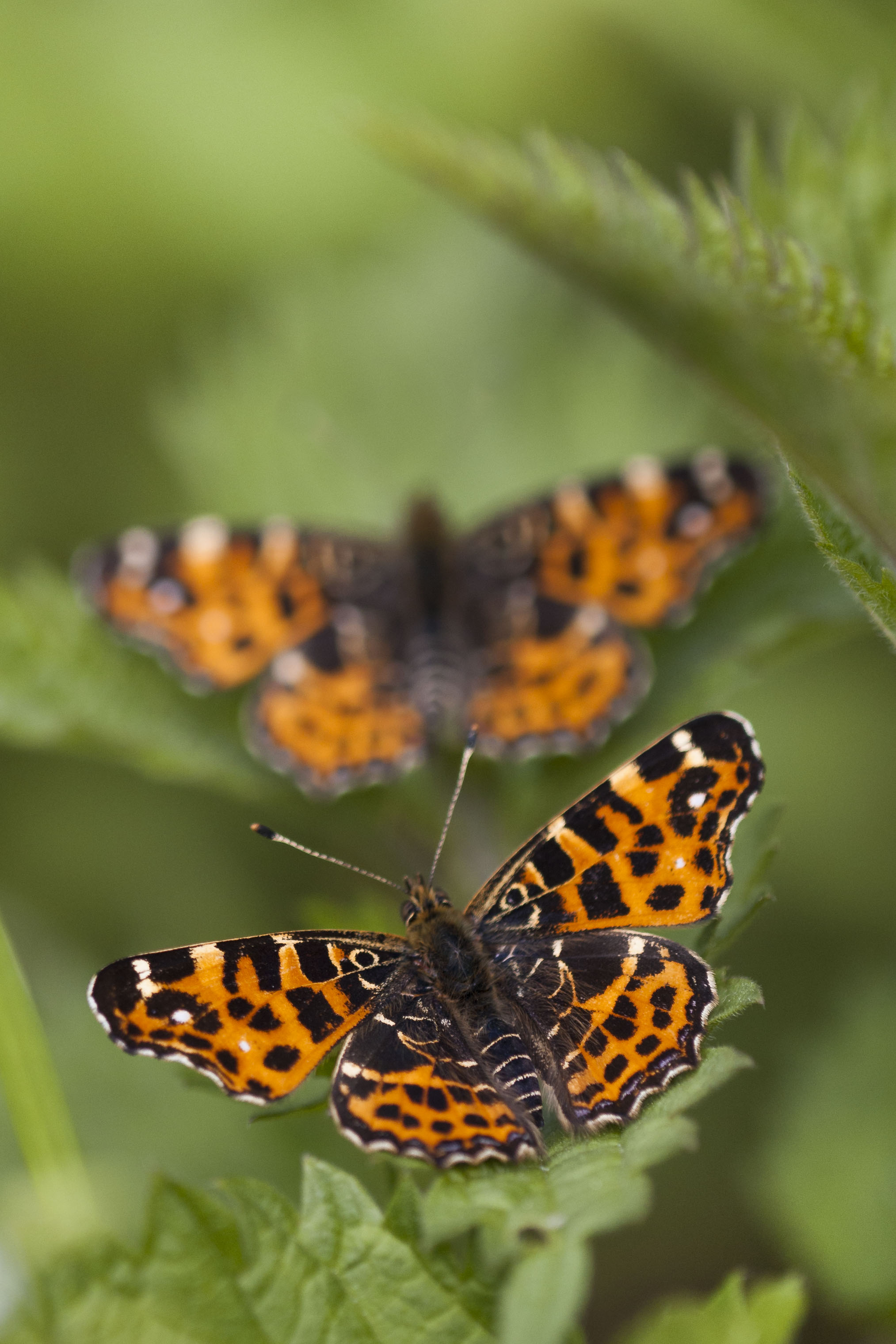 Map butterfly  - Araschnia levana