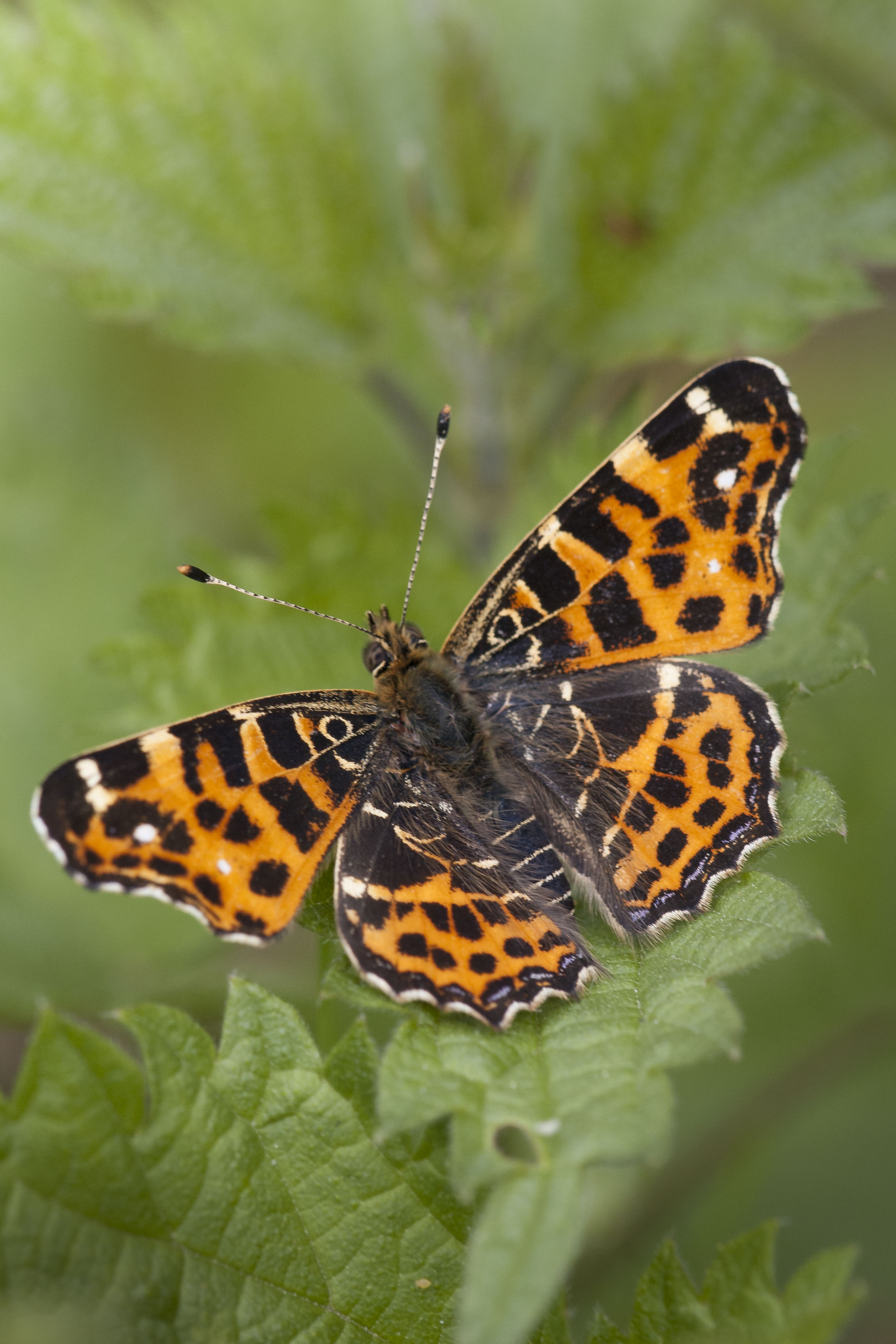 Map butterfly  - Araschnia levana