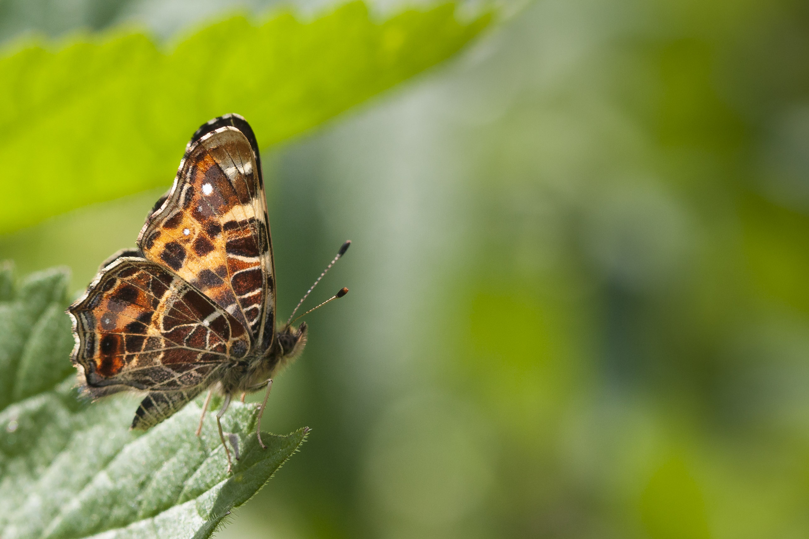 Map butterfly  - Araschnia levana