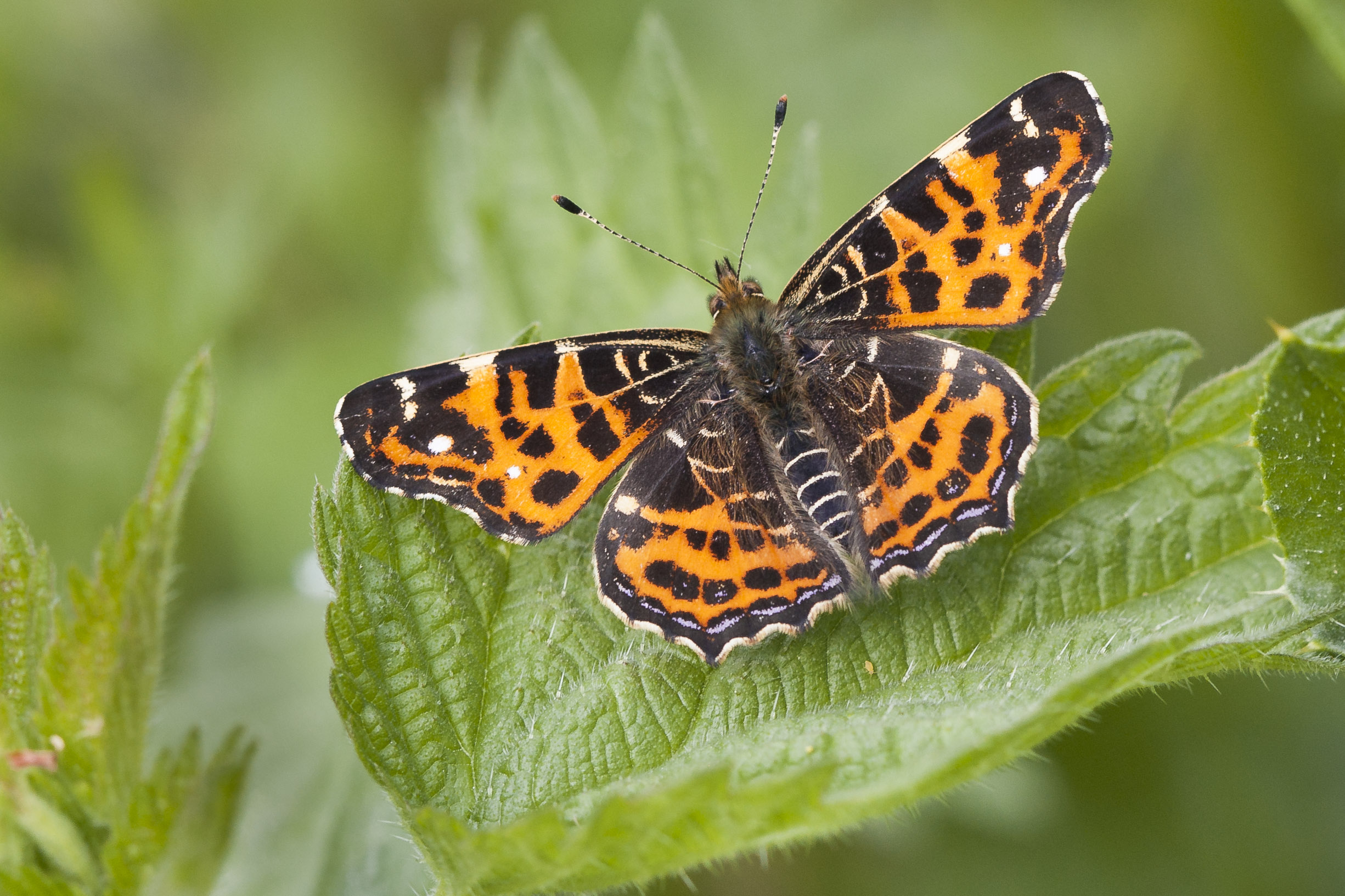 Map butterfly  - Araschnia levana