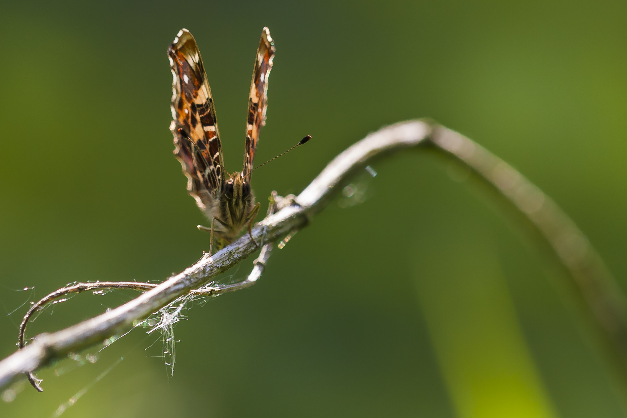 Map butterfly  - Araschnia levana