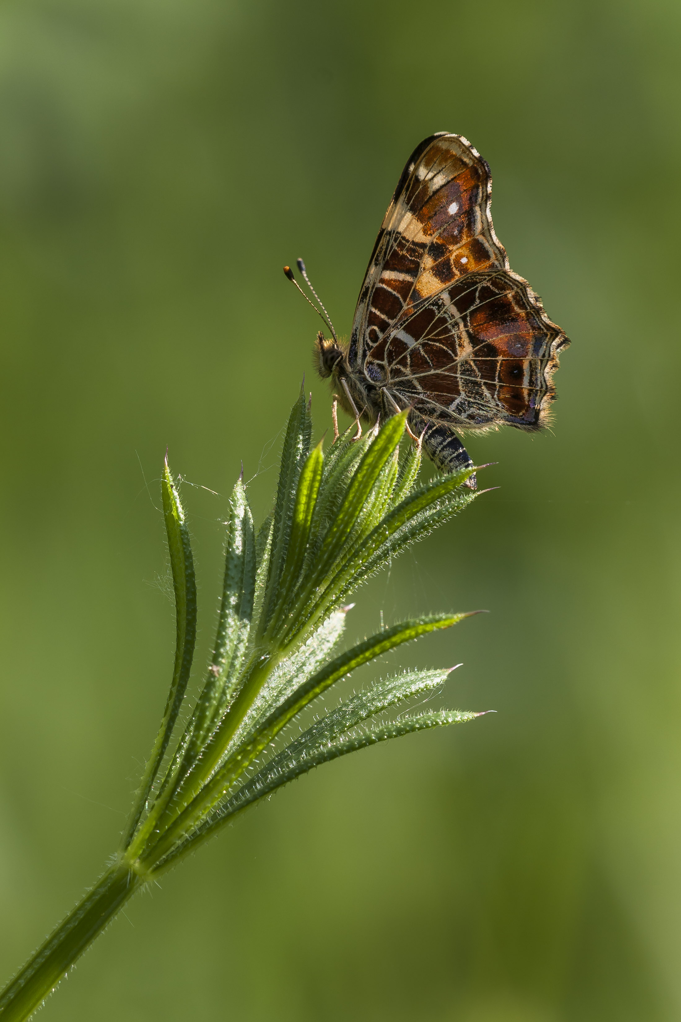 Map butterfly  - Araschnia levana