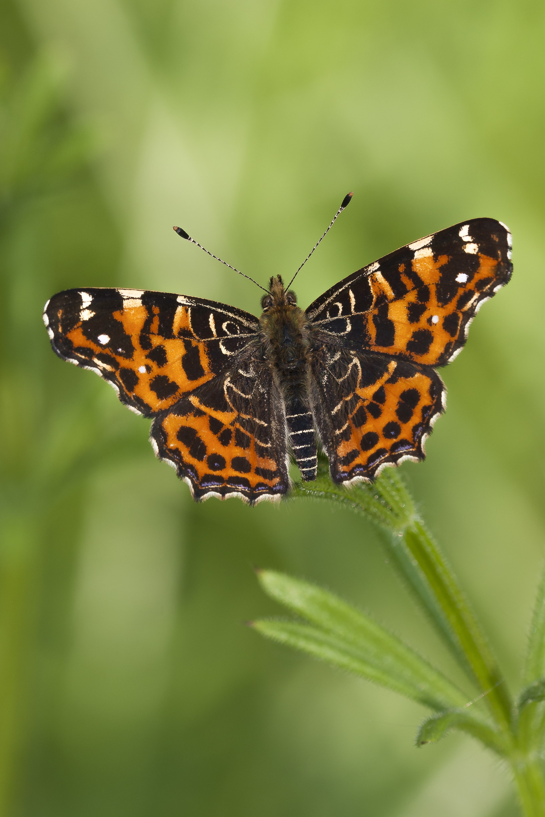 Map butterfly  - Araschnia levana