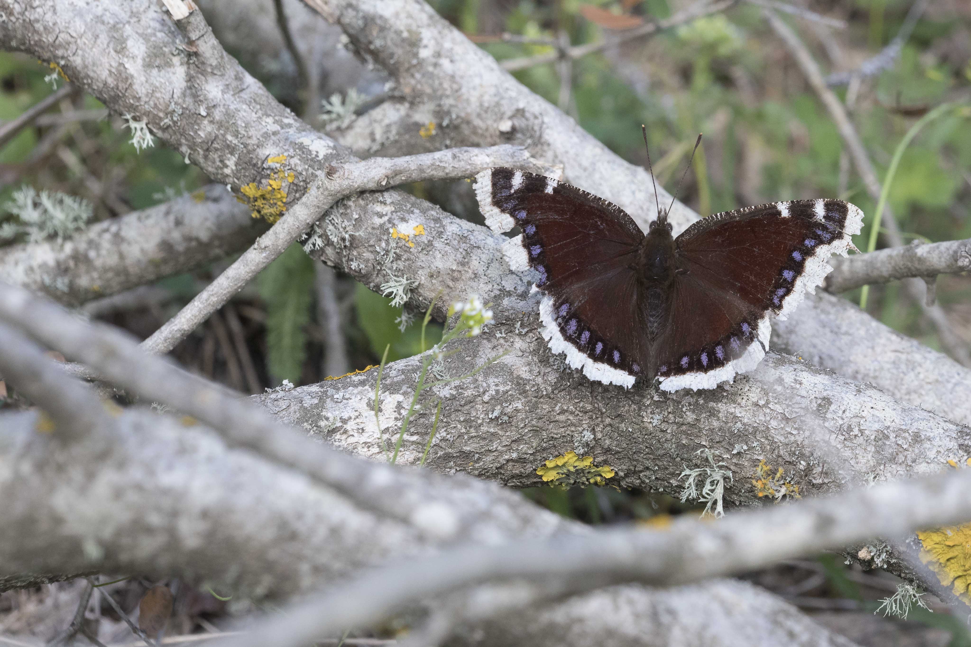 Camberwell beauty  - Nymphalis antiopa