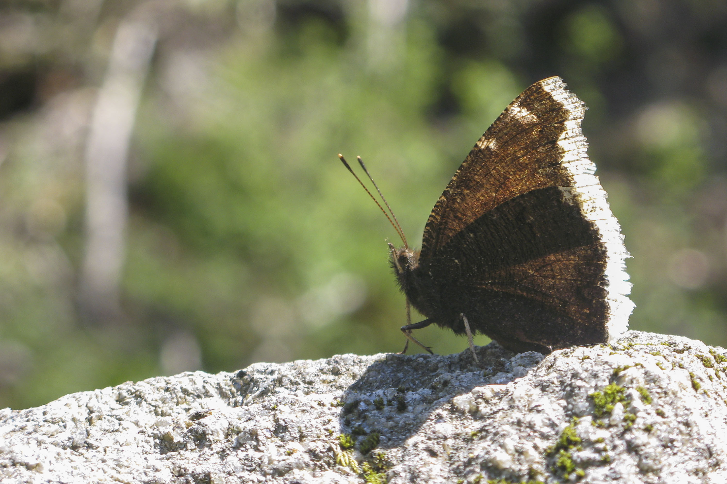 Camberwell beauty  - Nymphalis antiopa