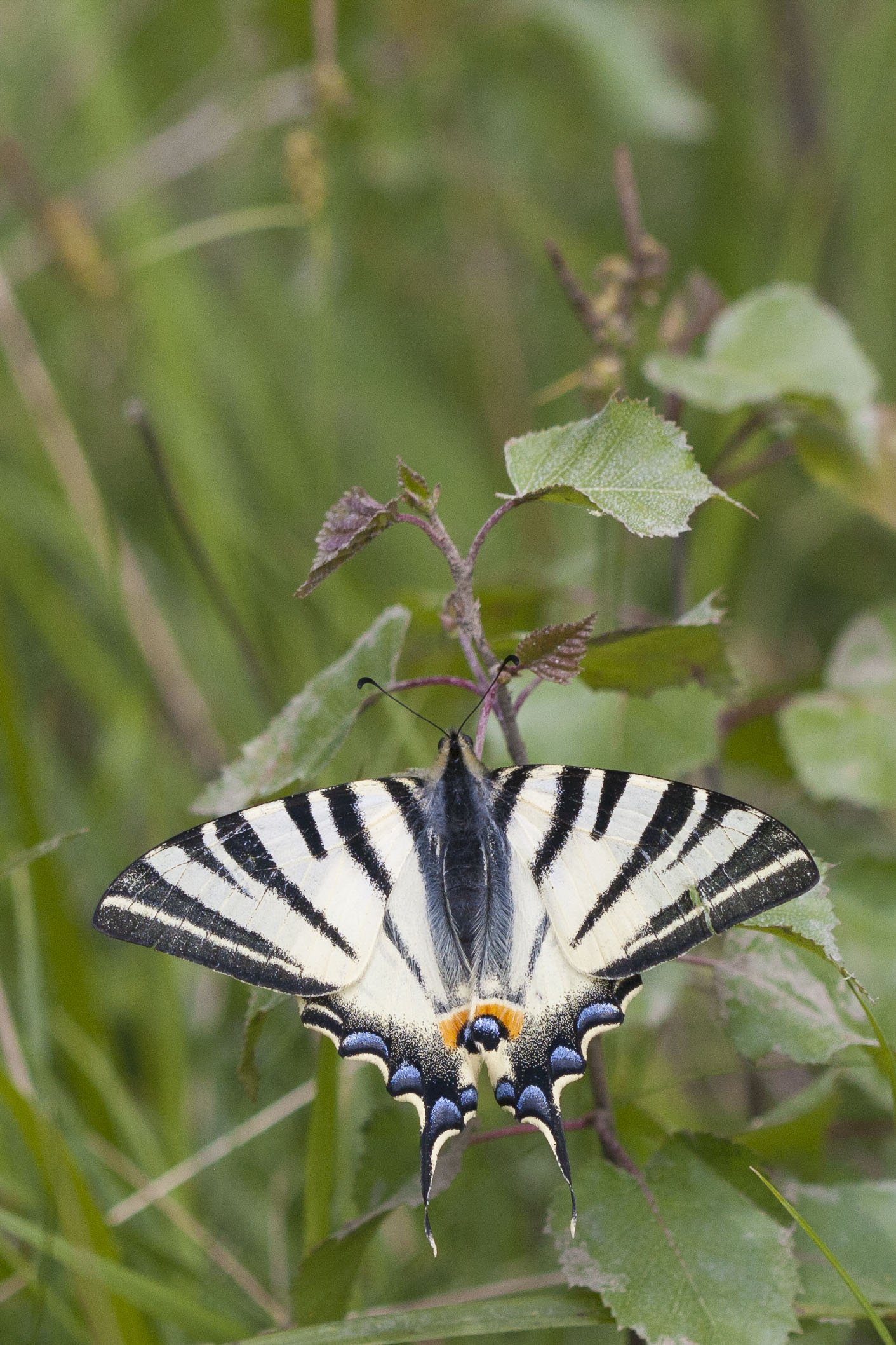 Scarce swallowtail 