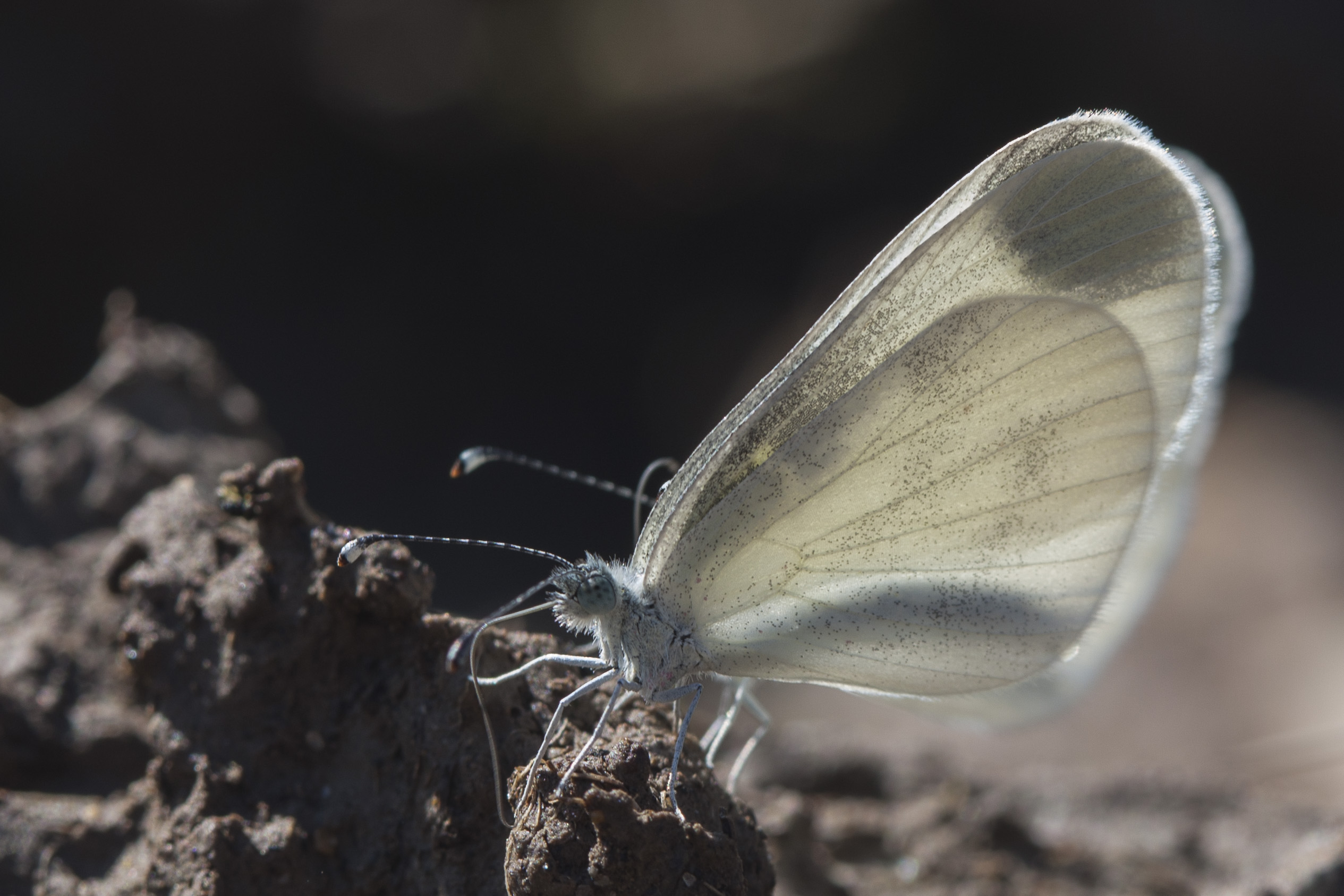 Boswitje  - Leptidea sinapis