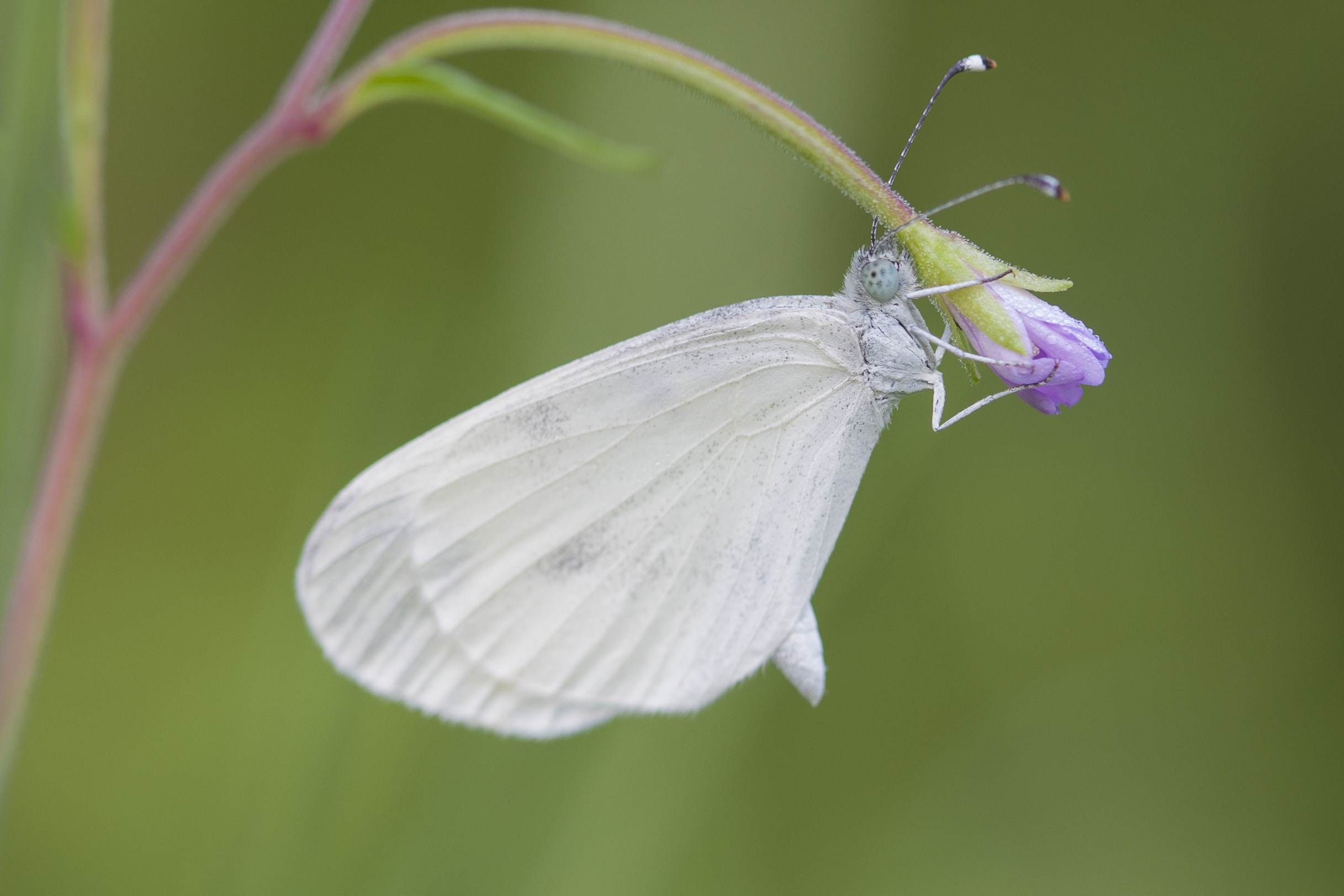 Woodwhite  - Leptidea sinapis