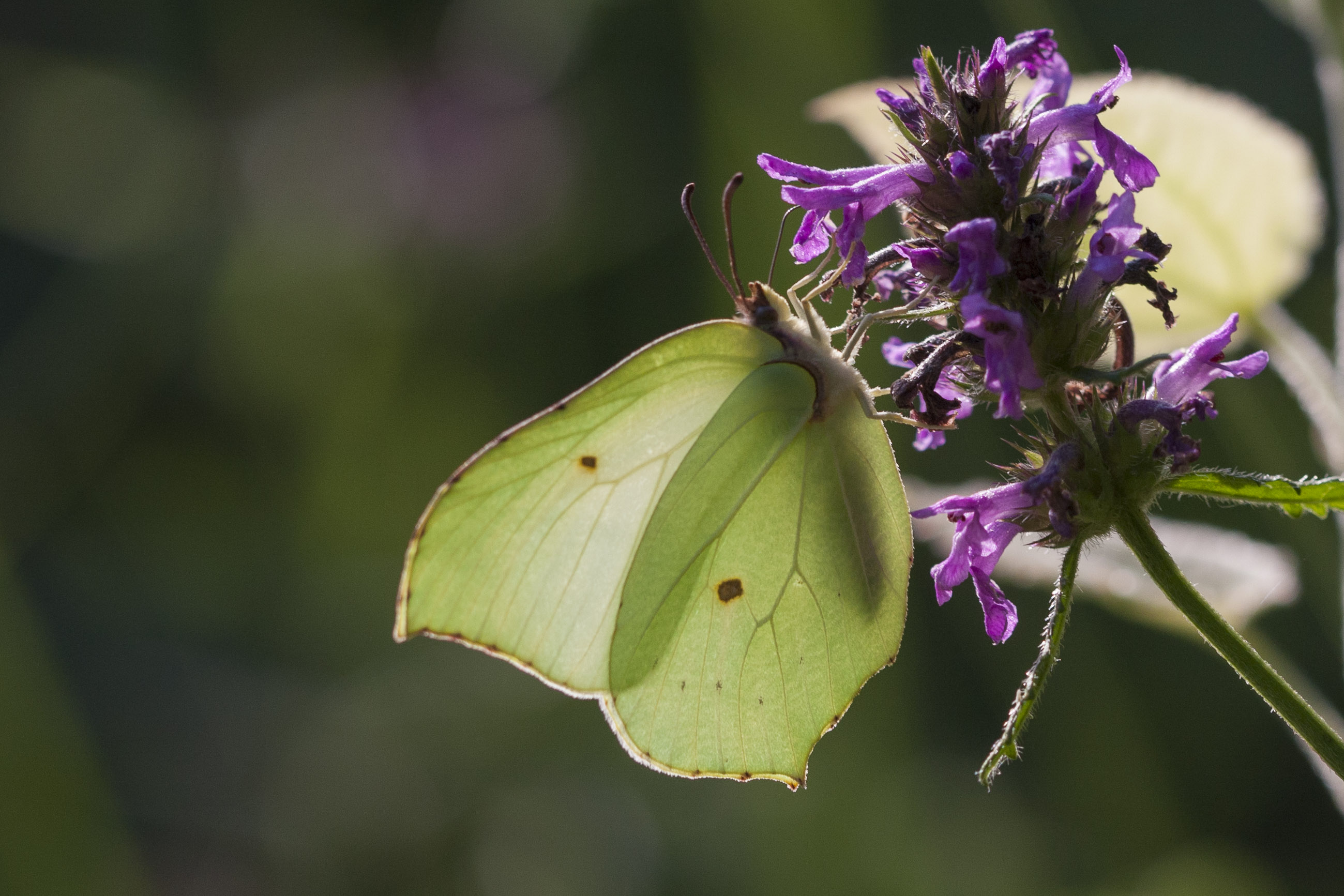 Brimstone  - Gonepteryx rhamni