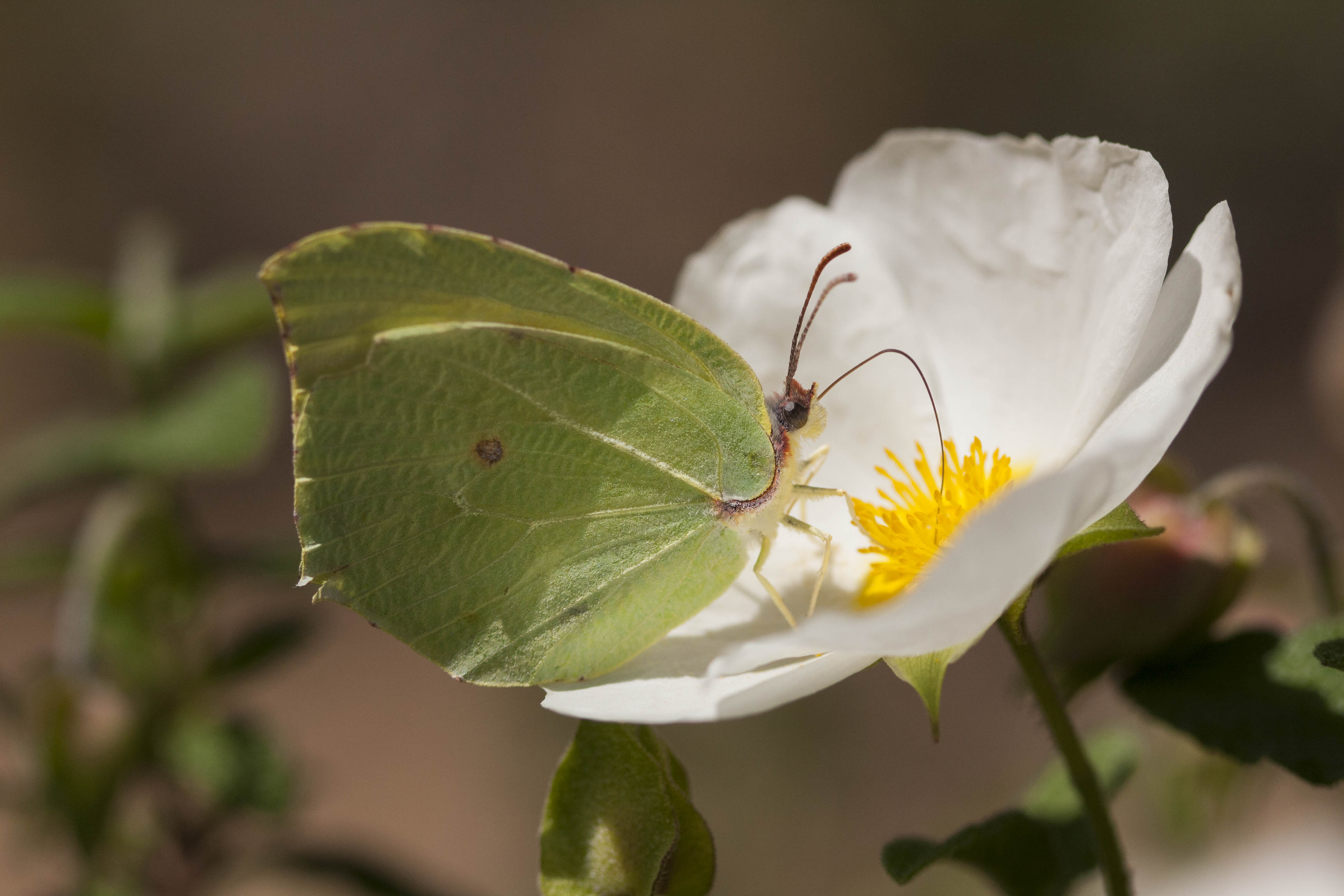 Cleopatra  - Gonepteryx cleopatra