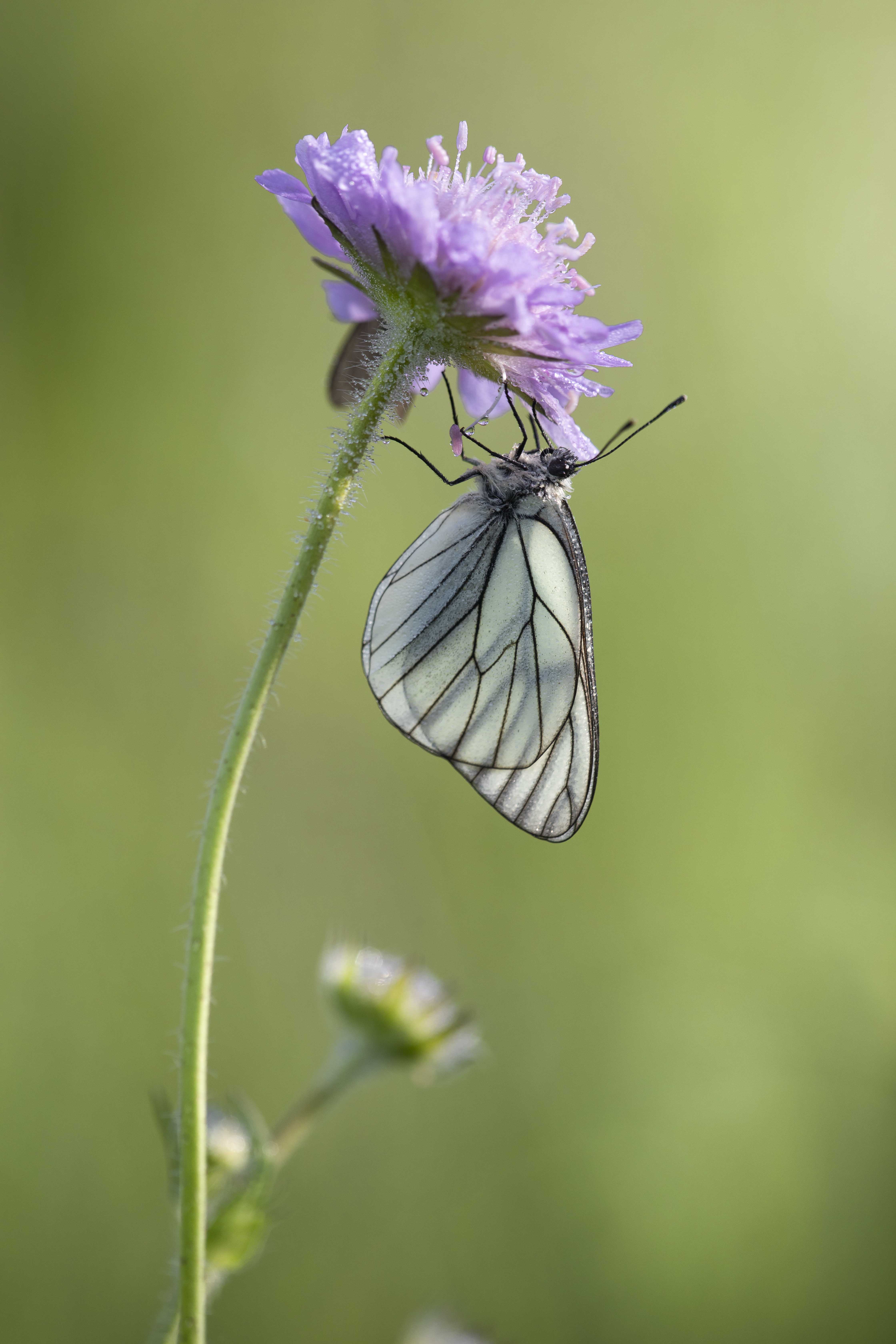 Groot Geaderd Witje  - Aporia crataegi