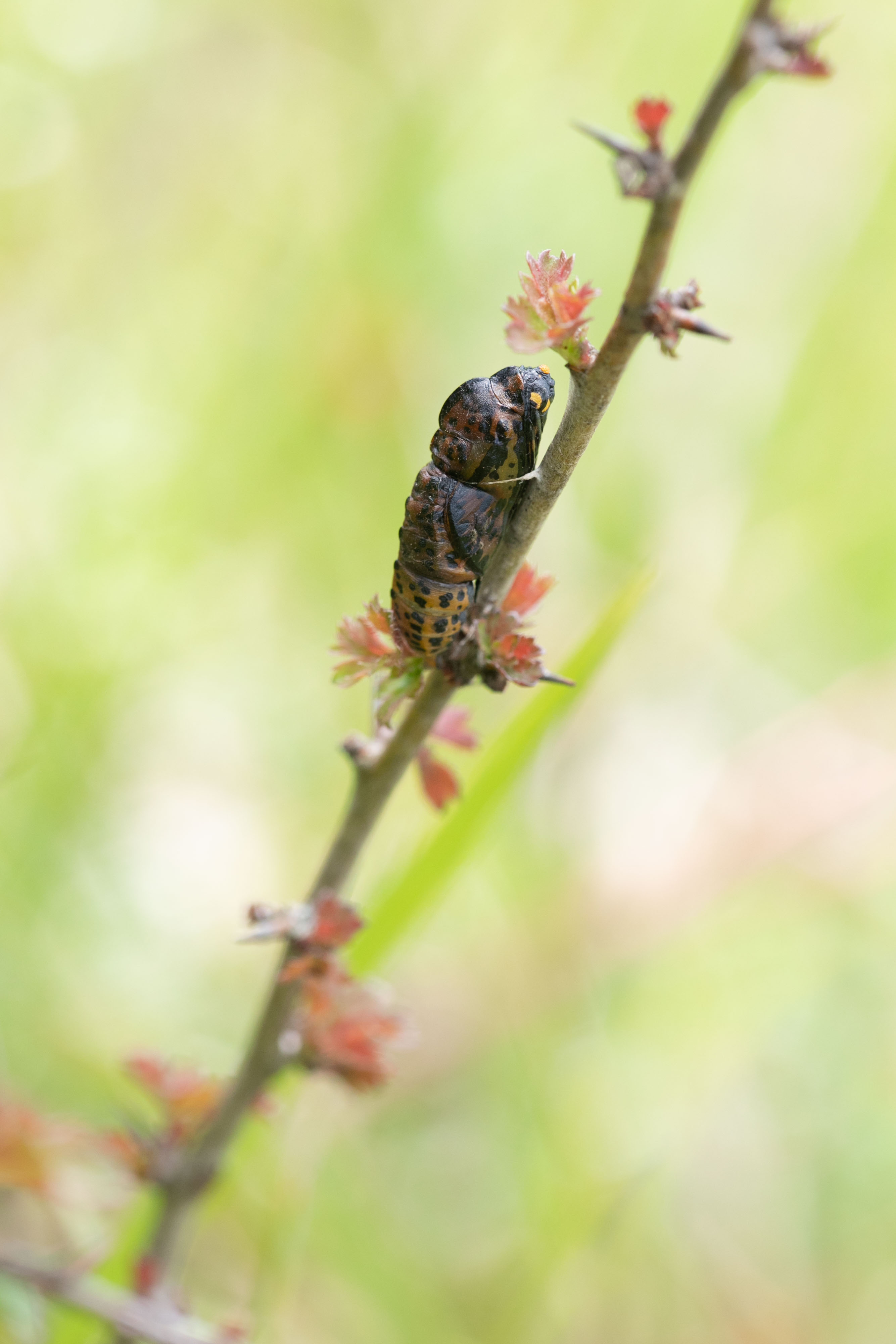 Groot Geaderd Witje  - Aporia crataegi