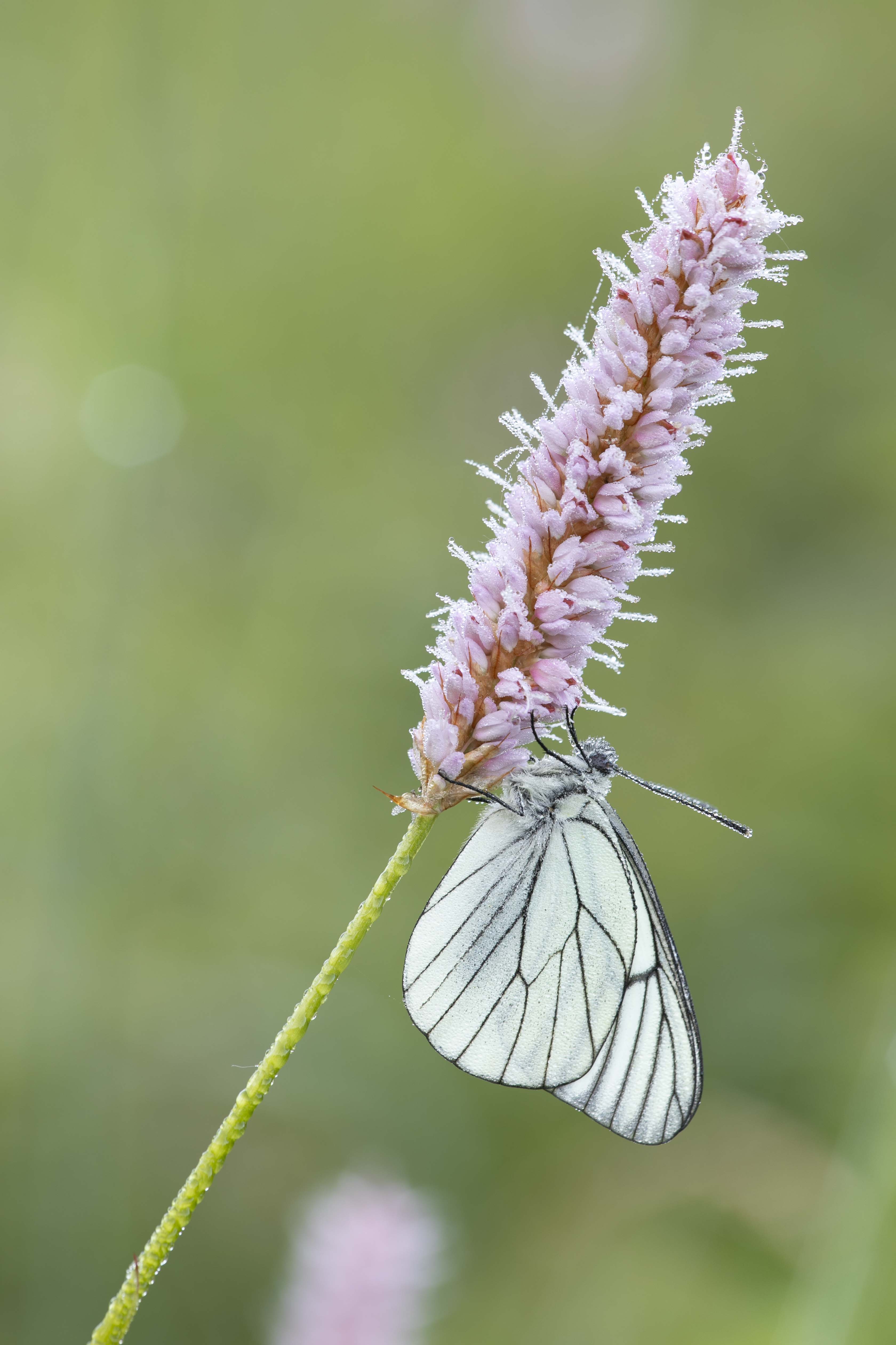 Black veined white  - Aporia crataegi