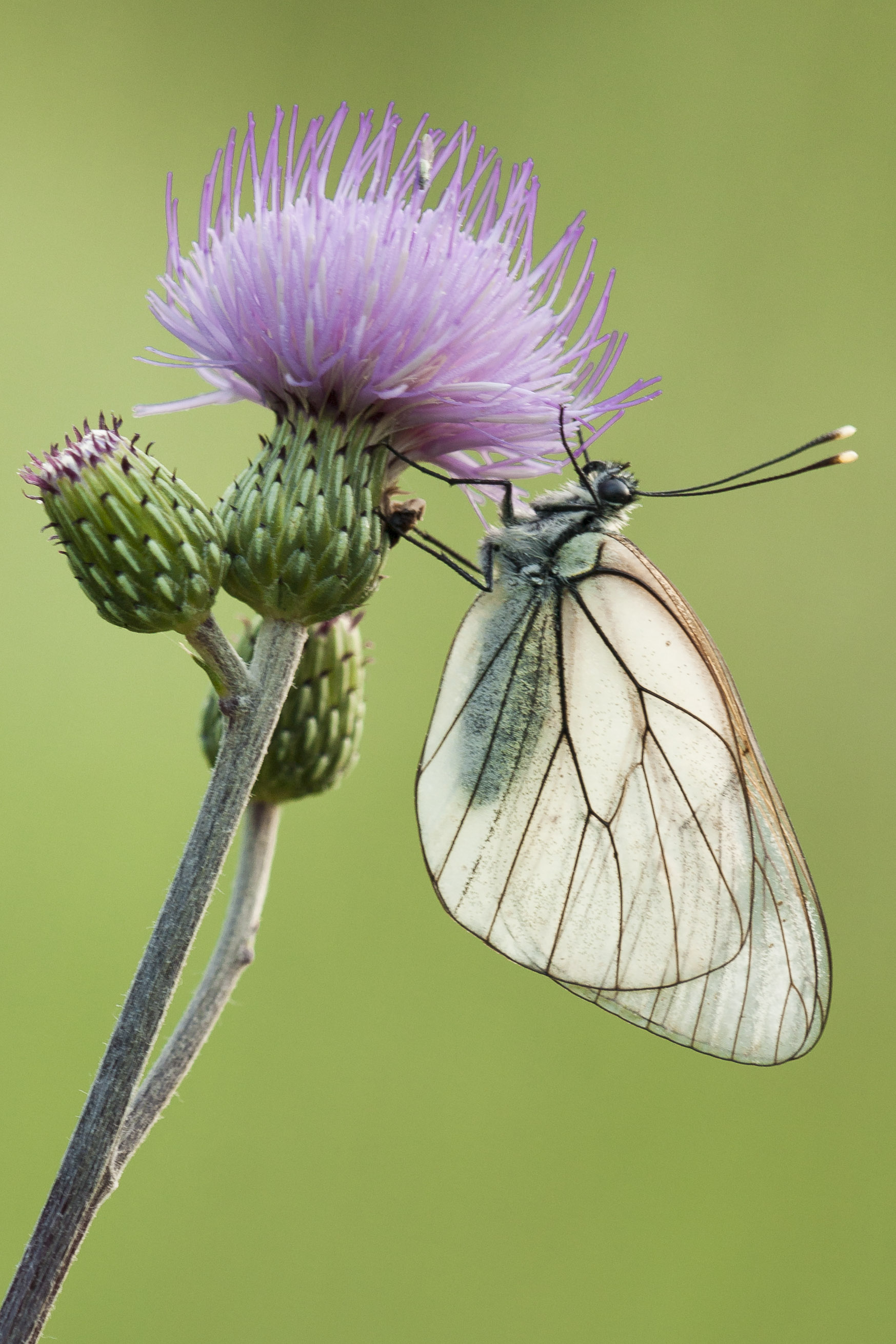 Groot Geaderd Witje  - Aporia crataegi