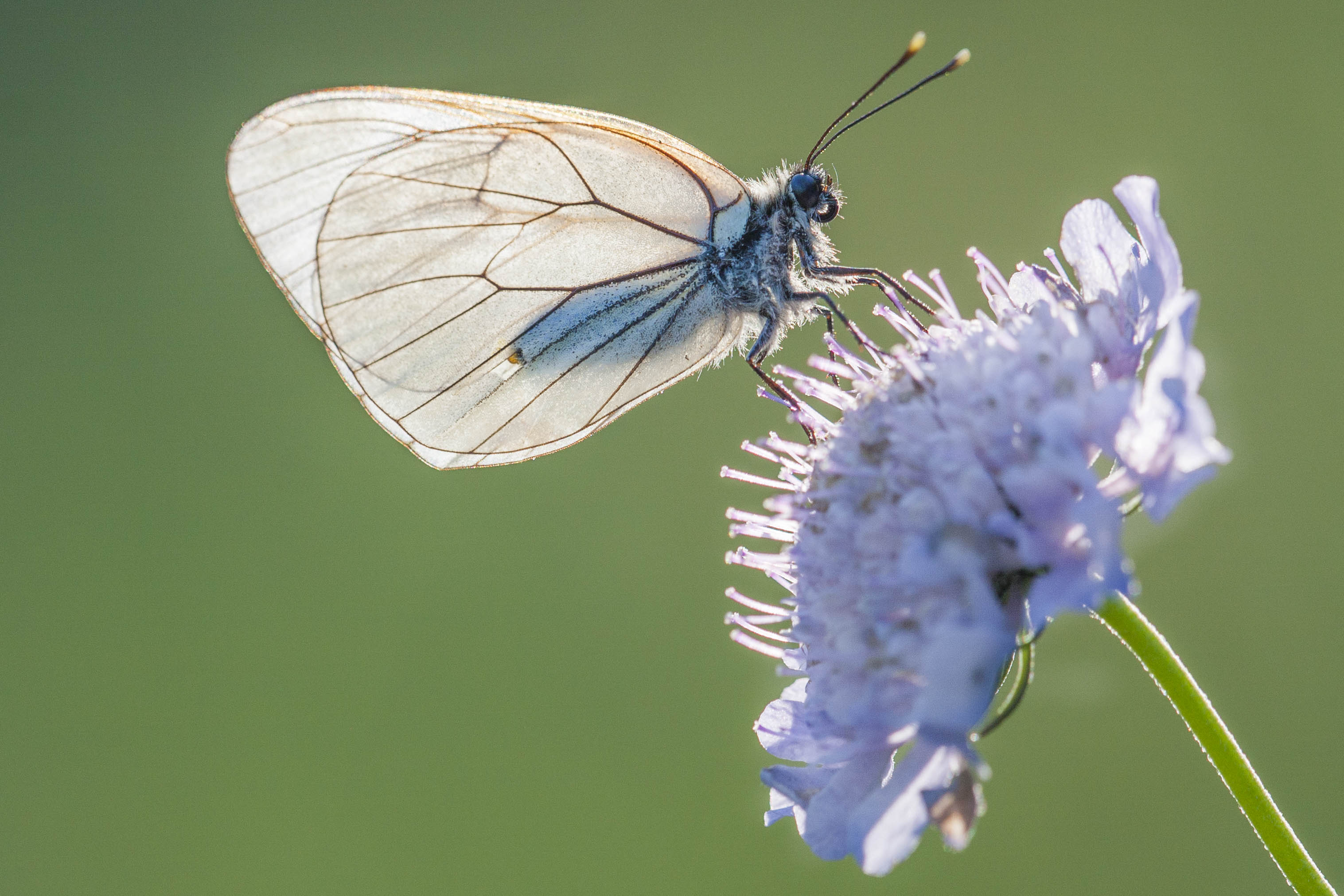 Groot Geaderd Witje  - Aporia crataegi