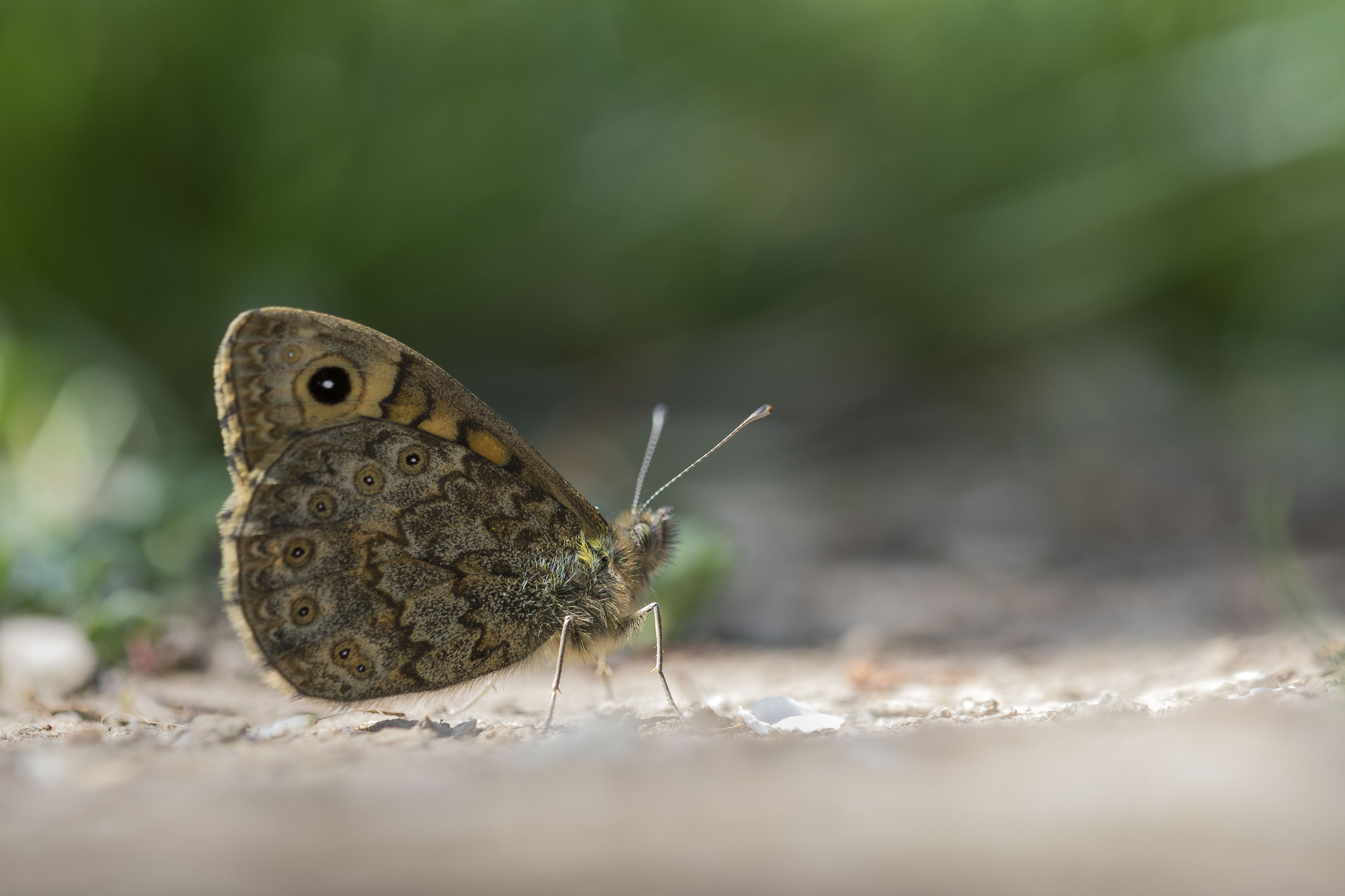 Wall brown  - Lasiommata megera