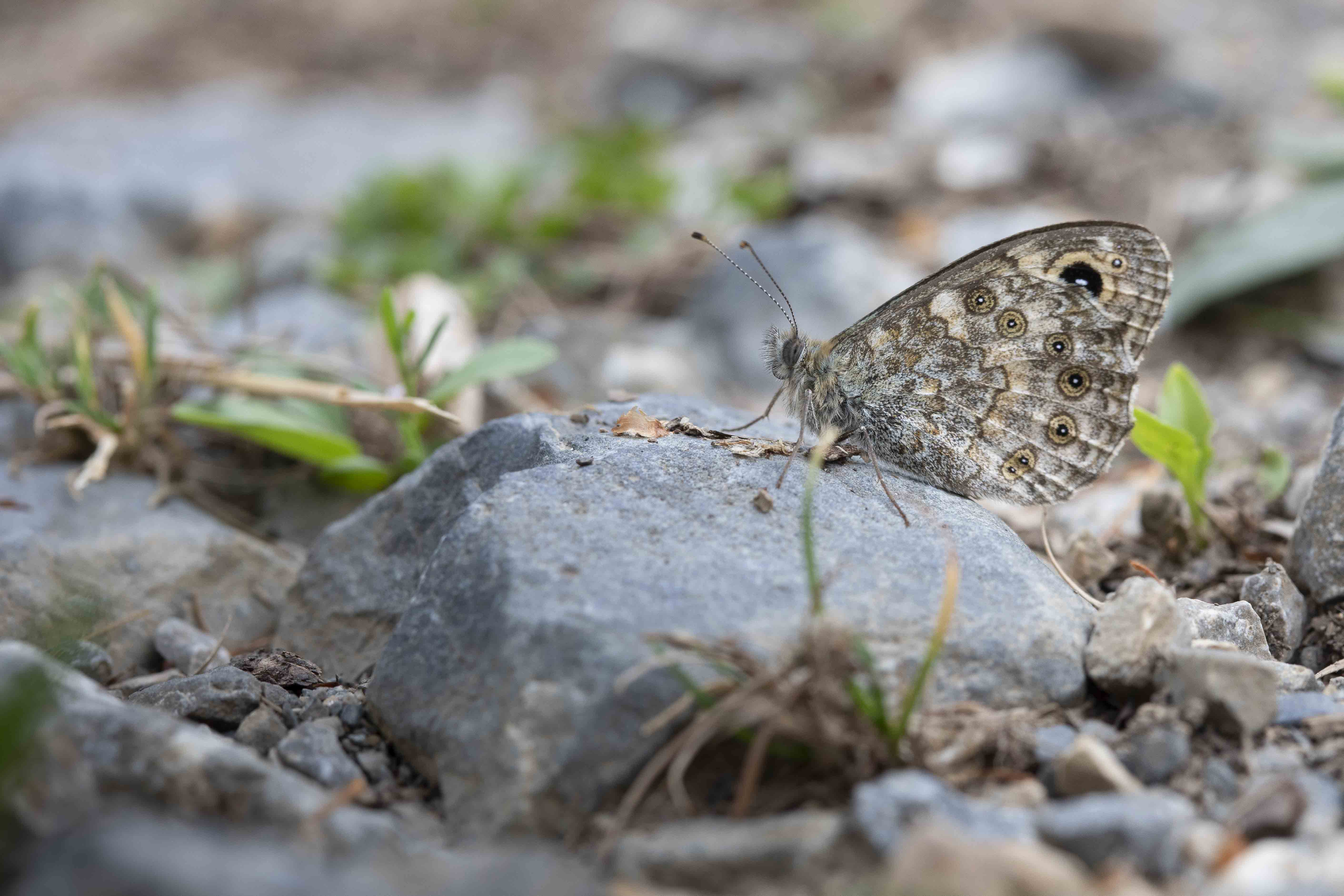 Wall brown  - Lasiommata megera