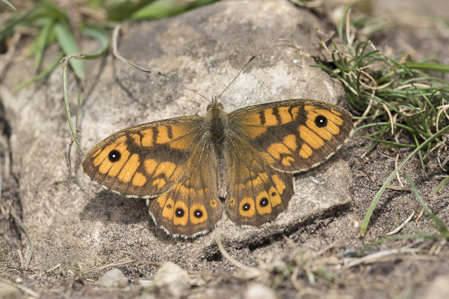 Wall brown  - Lasiommata megera