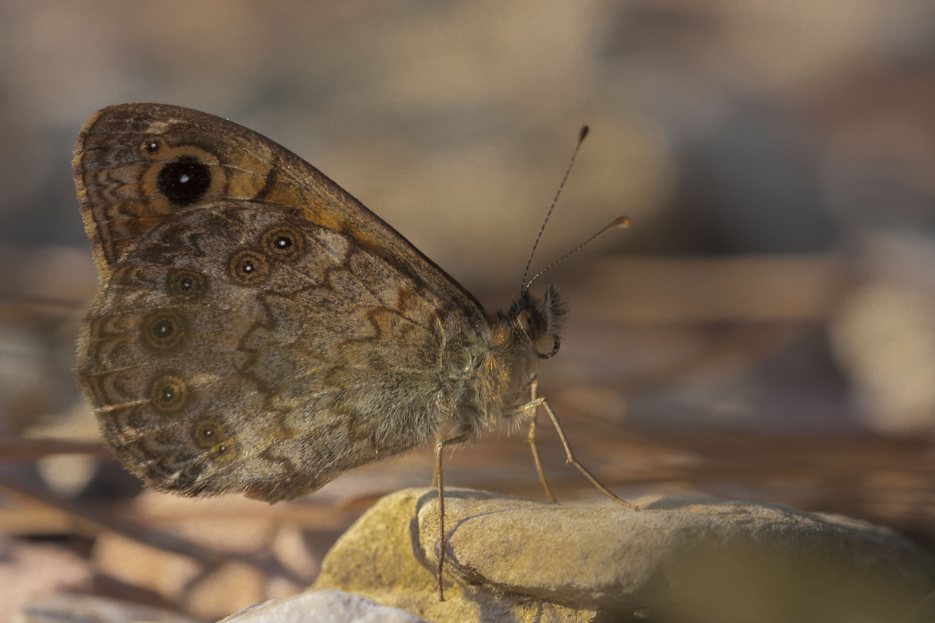 Wall brown  - Lasiommata megera