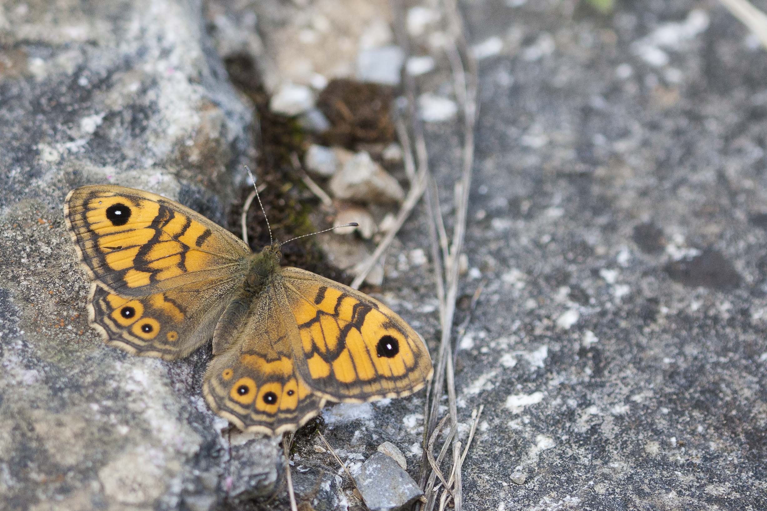 Wall brown  - Lasiommata megera