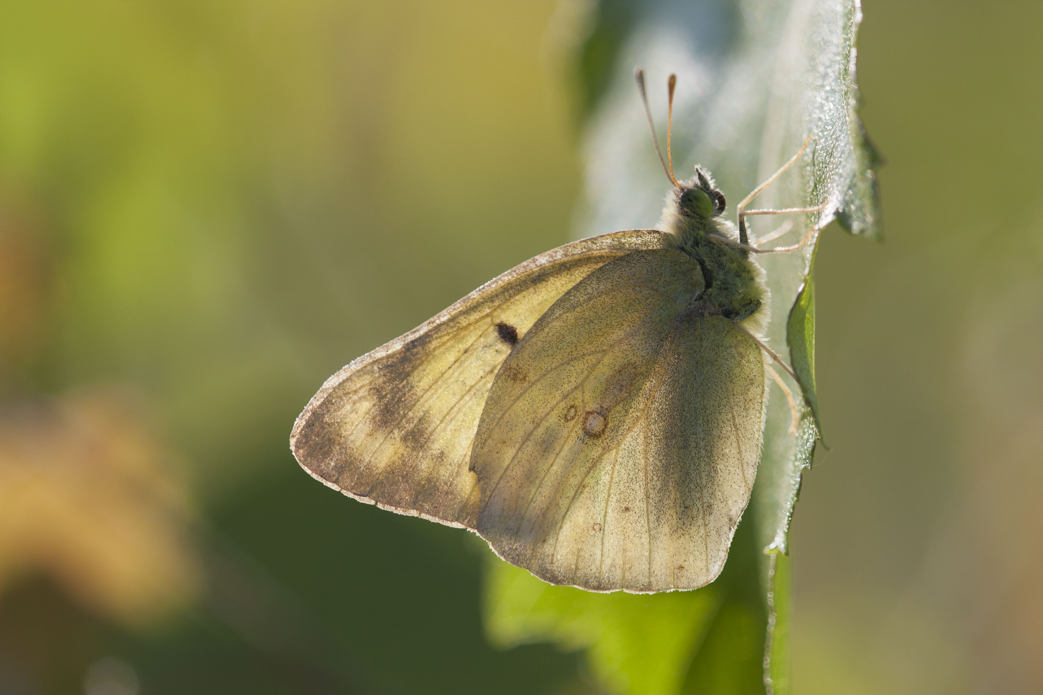 Berger's clouded yellow 