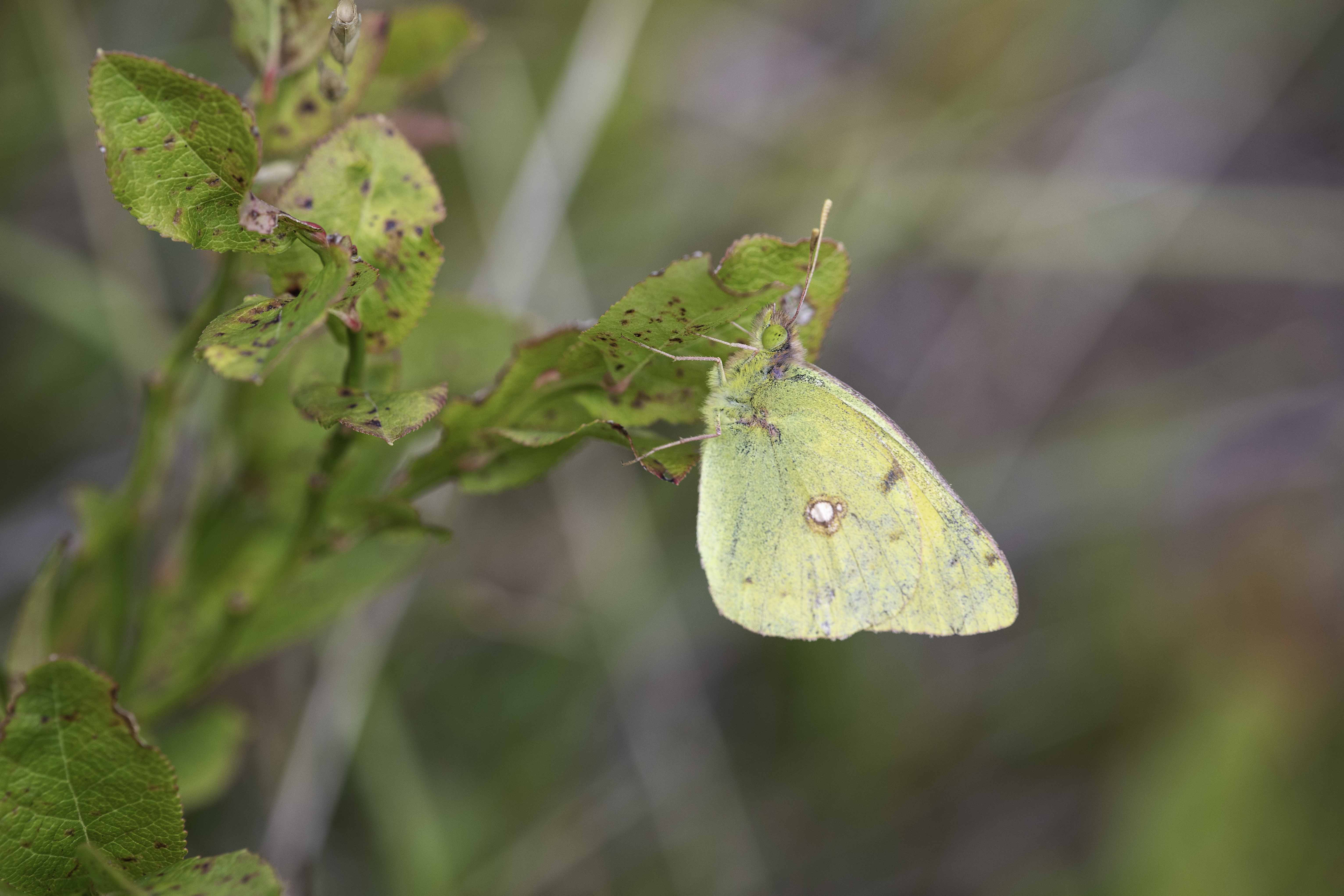 Clouded yellow  - Colias crocea