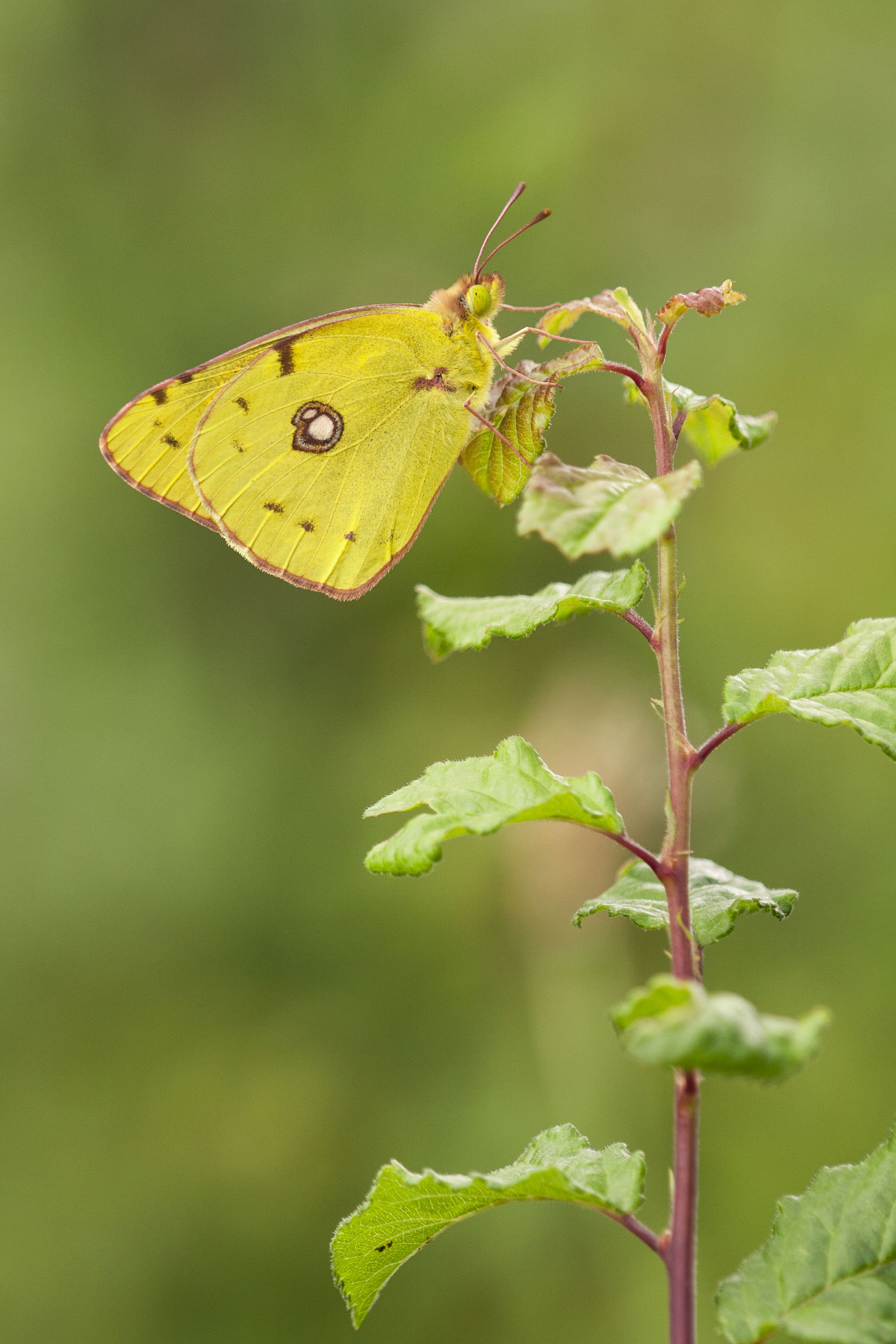 Clouded yellow  - Colias crocea