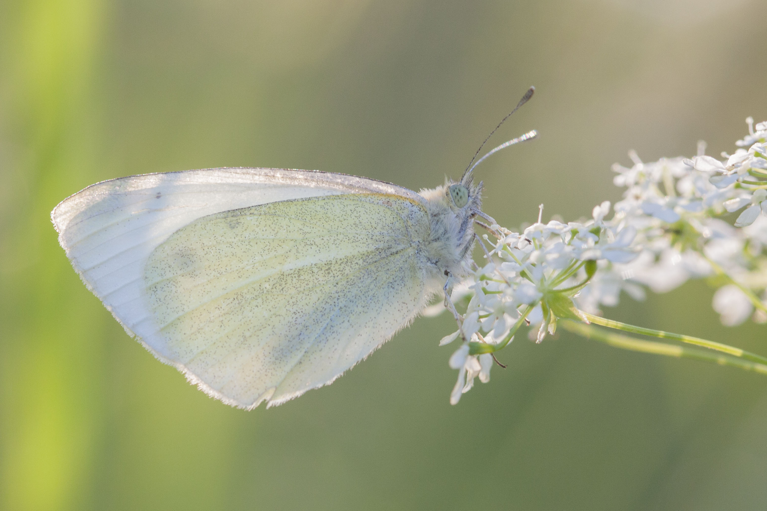 Small white  - Artogeia rapae