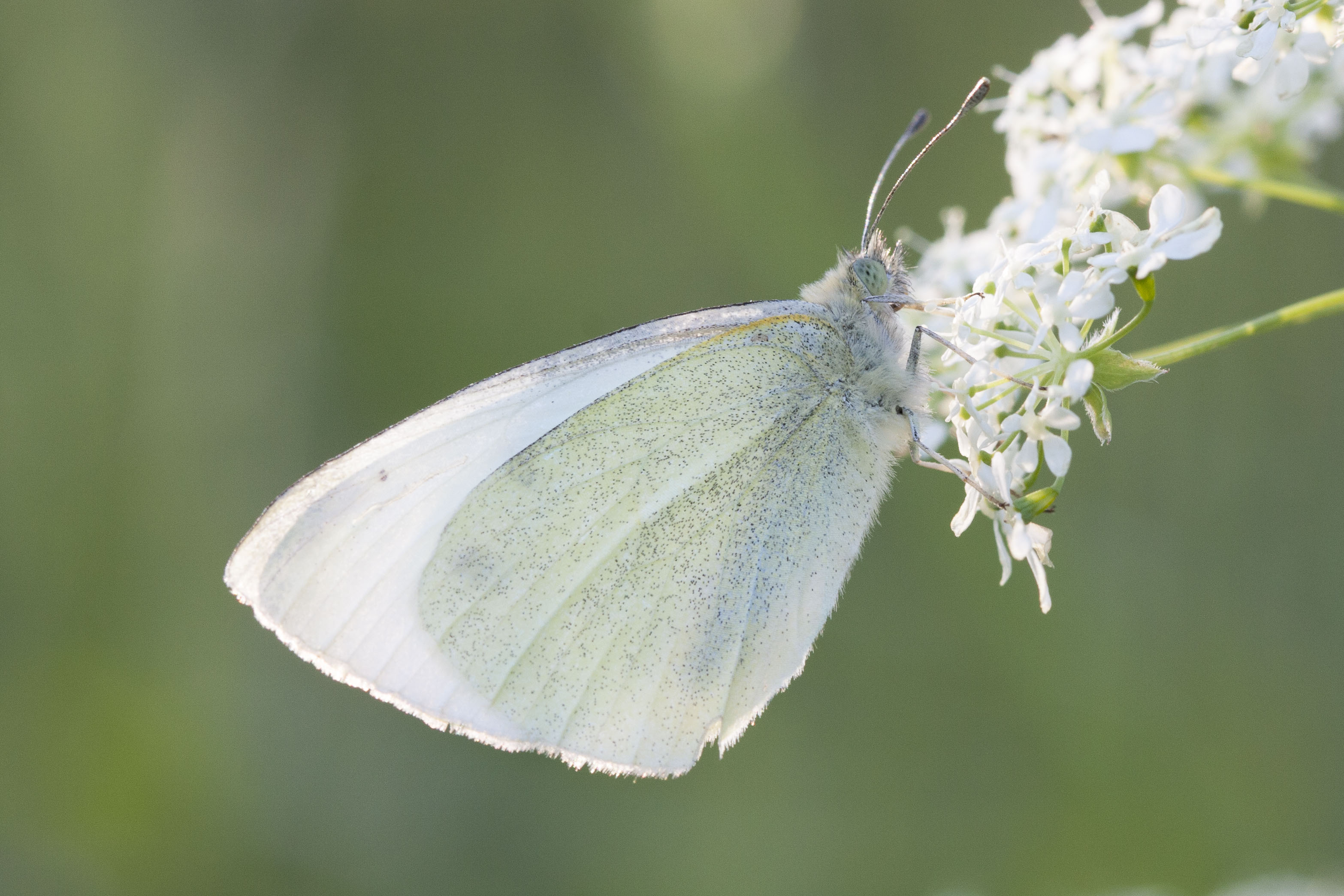 Small white  - Artogeia rapae