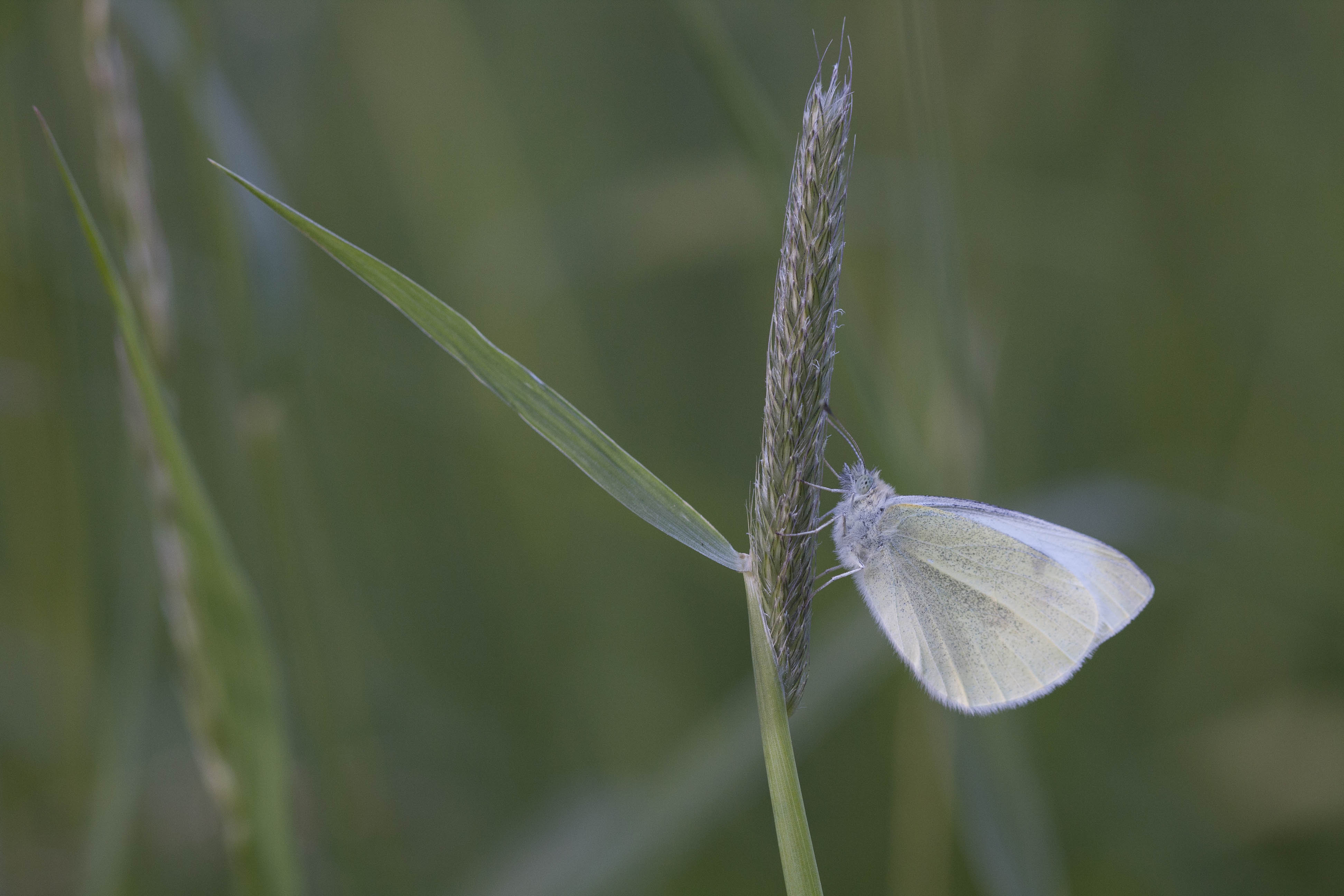 Small white 