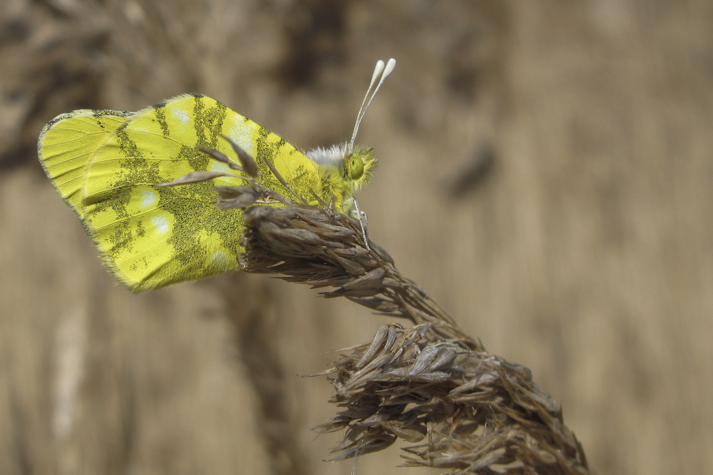 Sooty Orange tip 