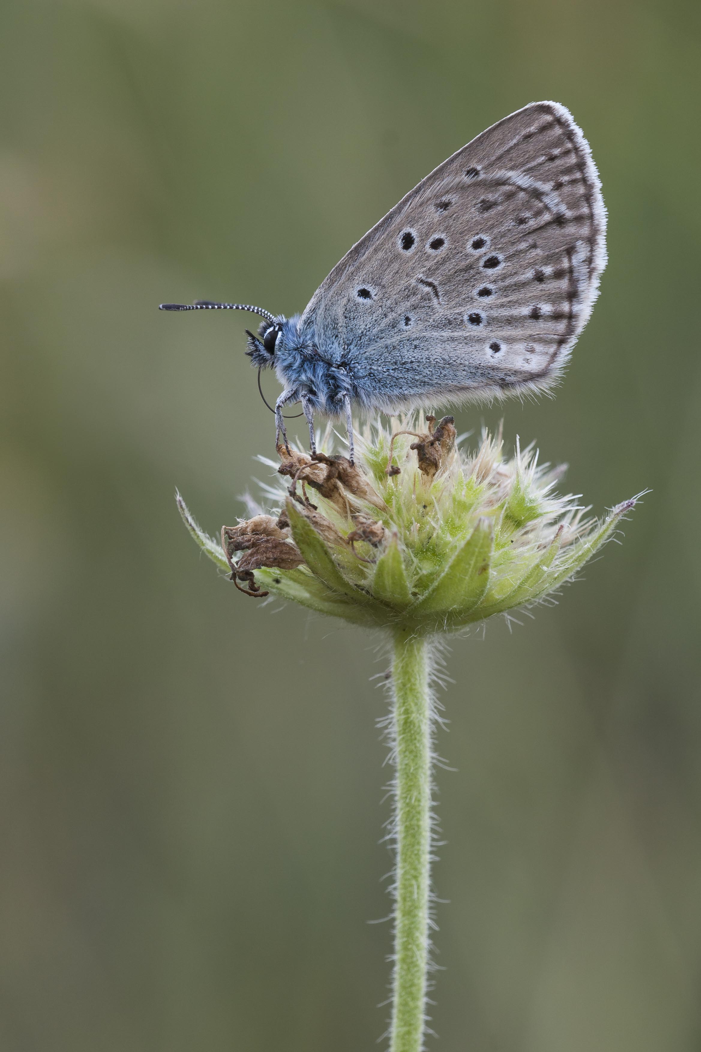 Mountain alcon blue  - Phengaris rebeli