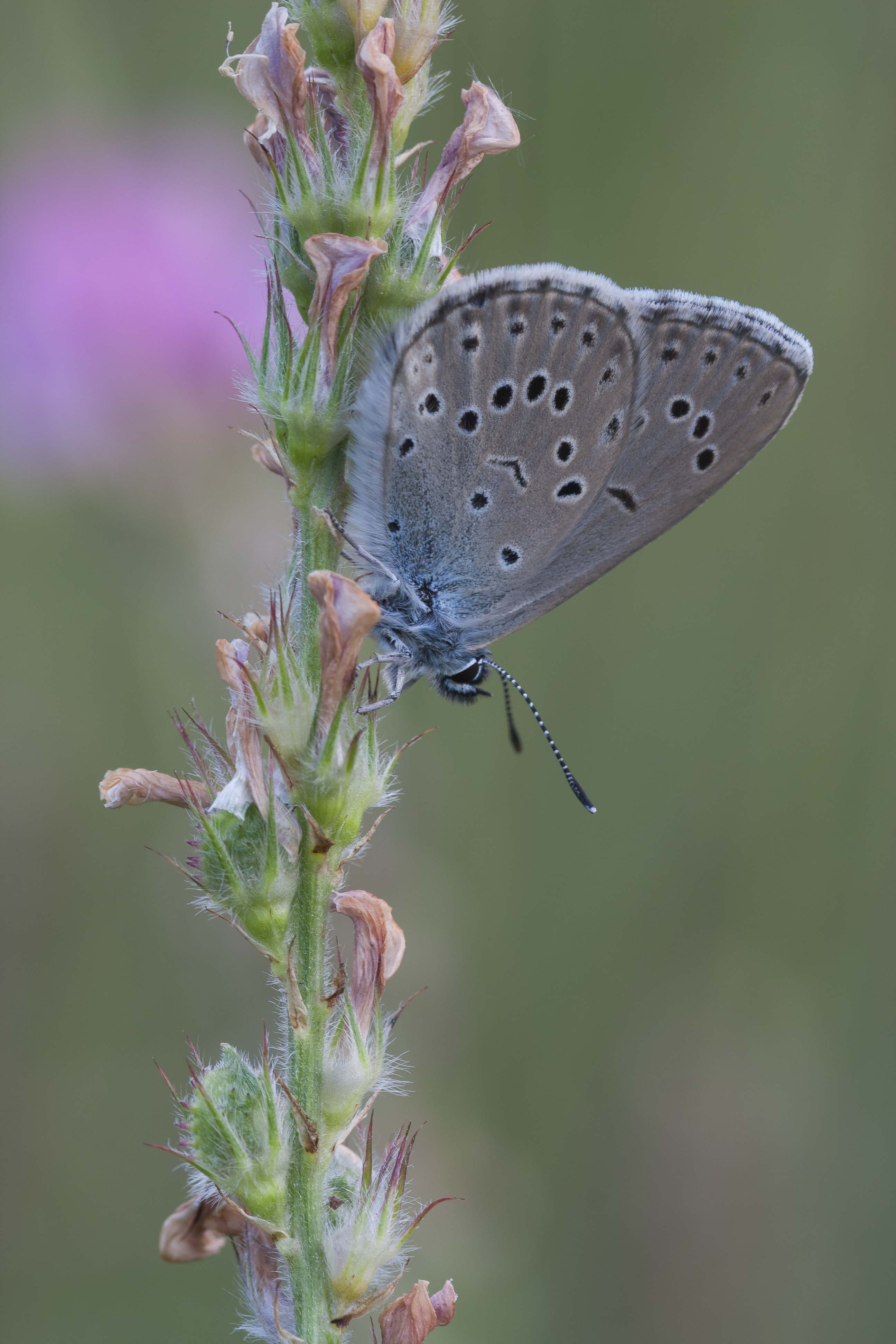 Mountain alcon blue  - Phengaris rebeli