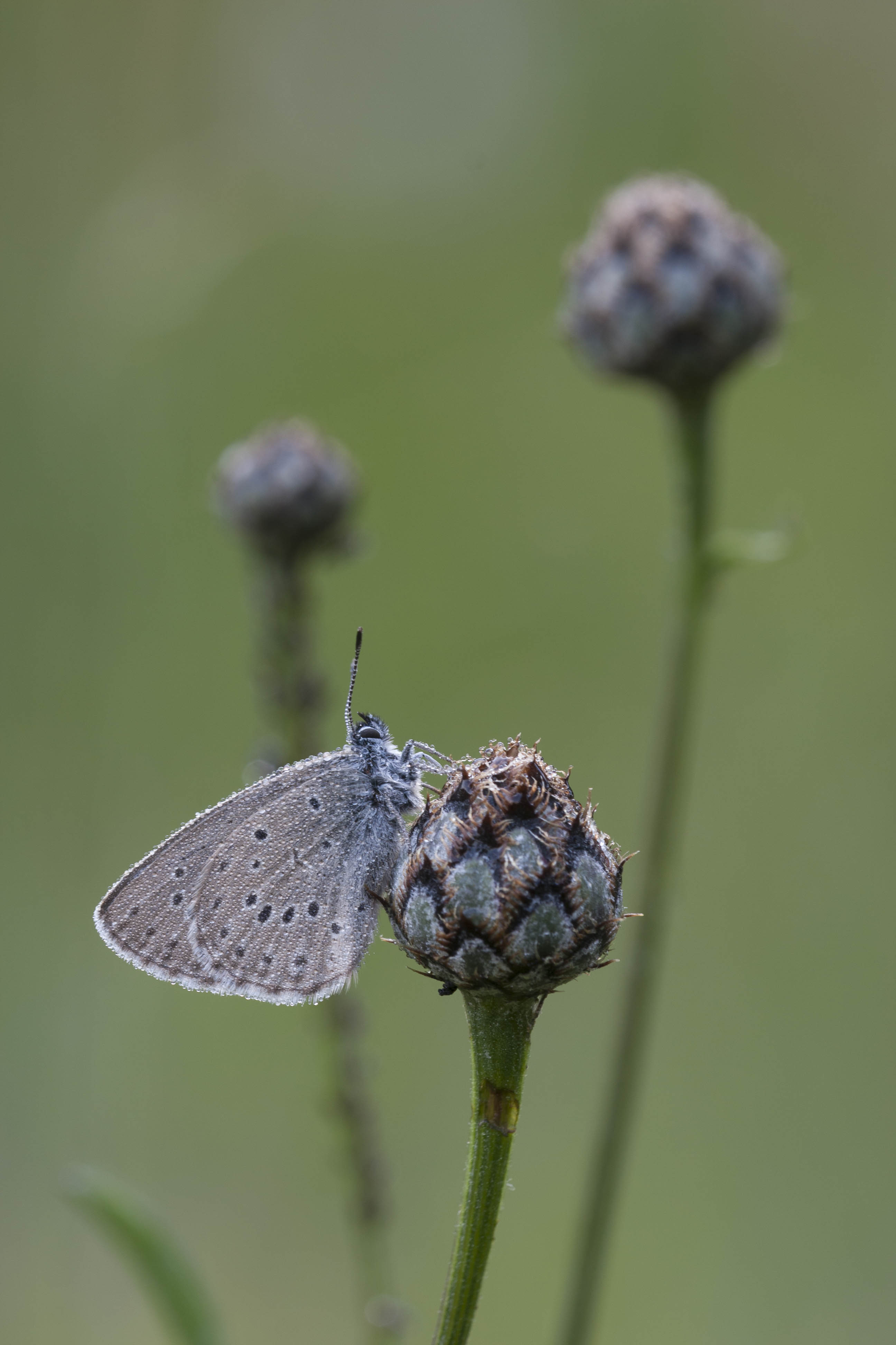 Mountain alcon blue  - Phengaris rebeli