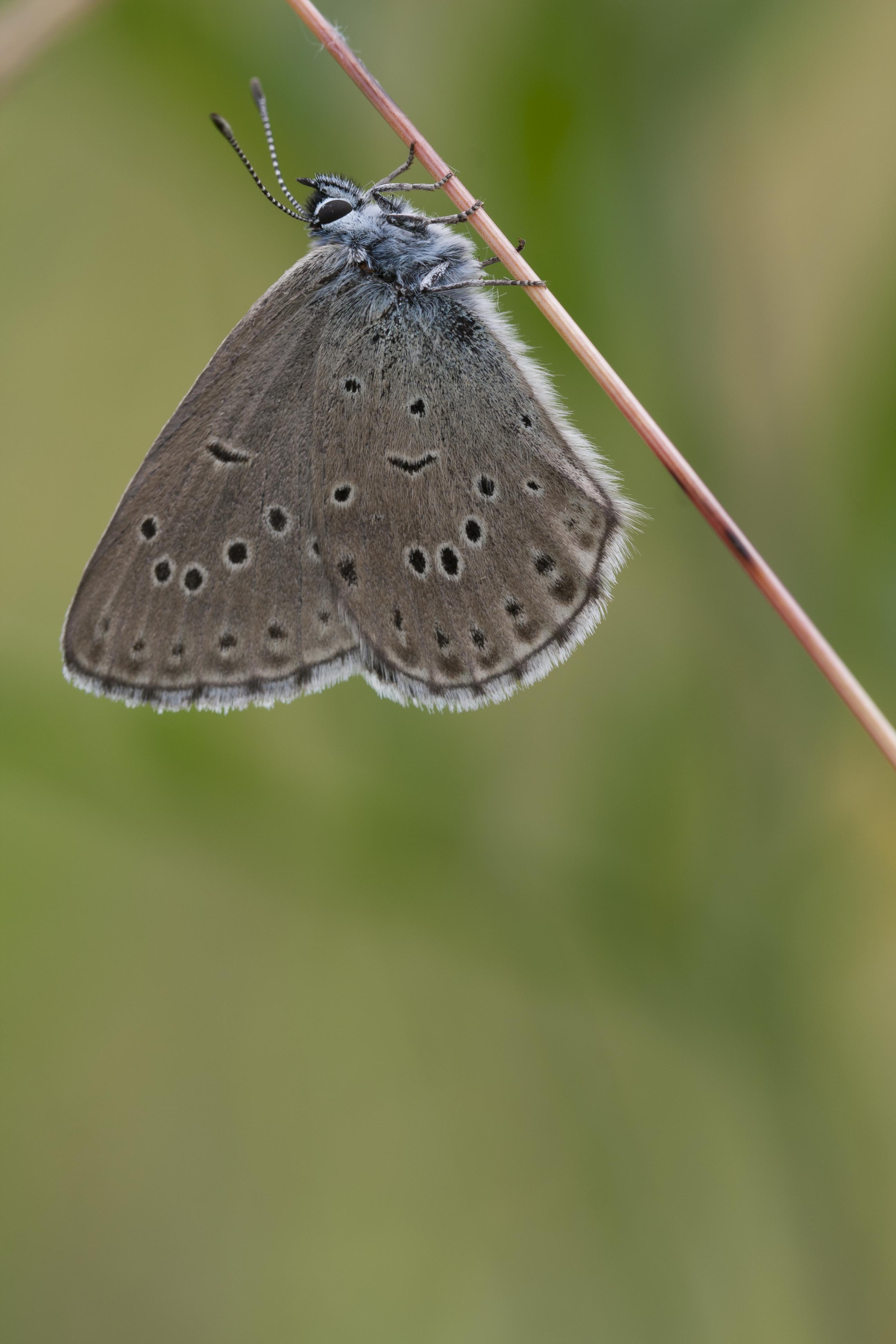 Mountain alcon blue  - Phengaris rebeli